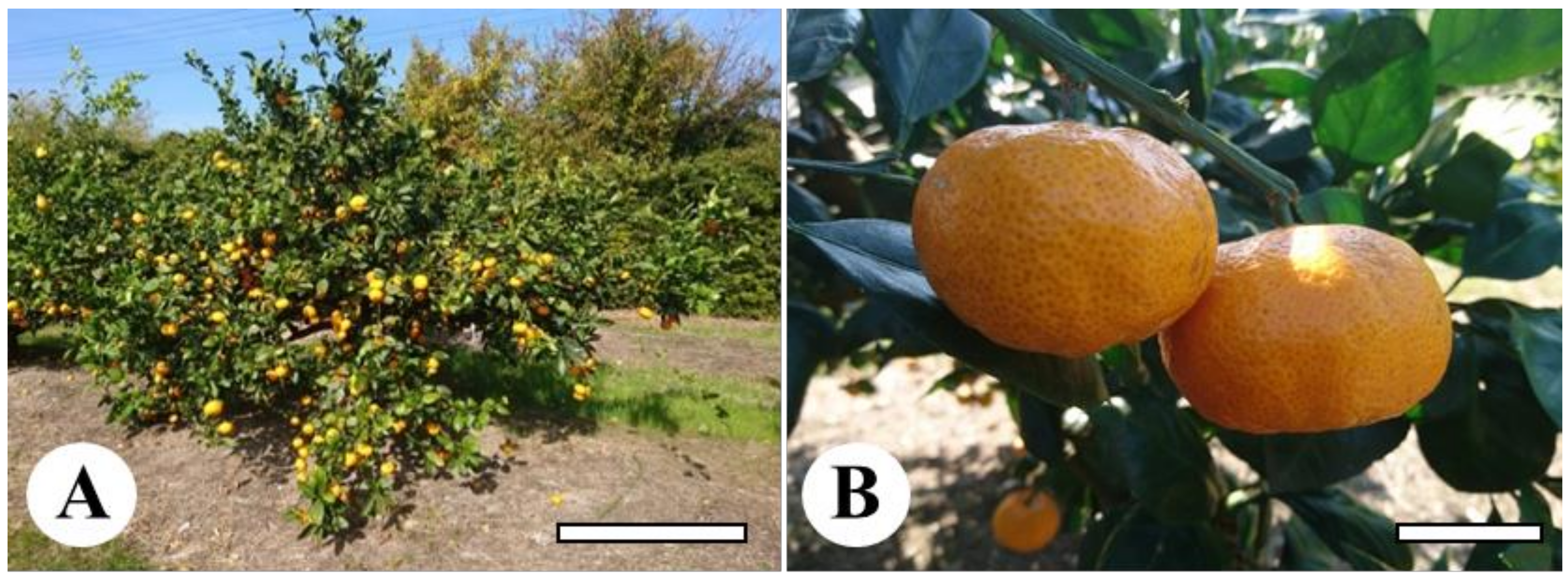 Miyagawa Mandarin Oranges Information and Facts