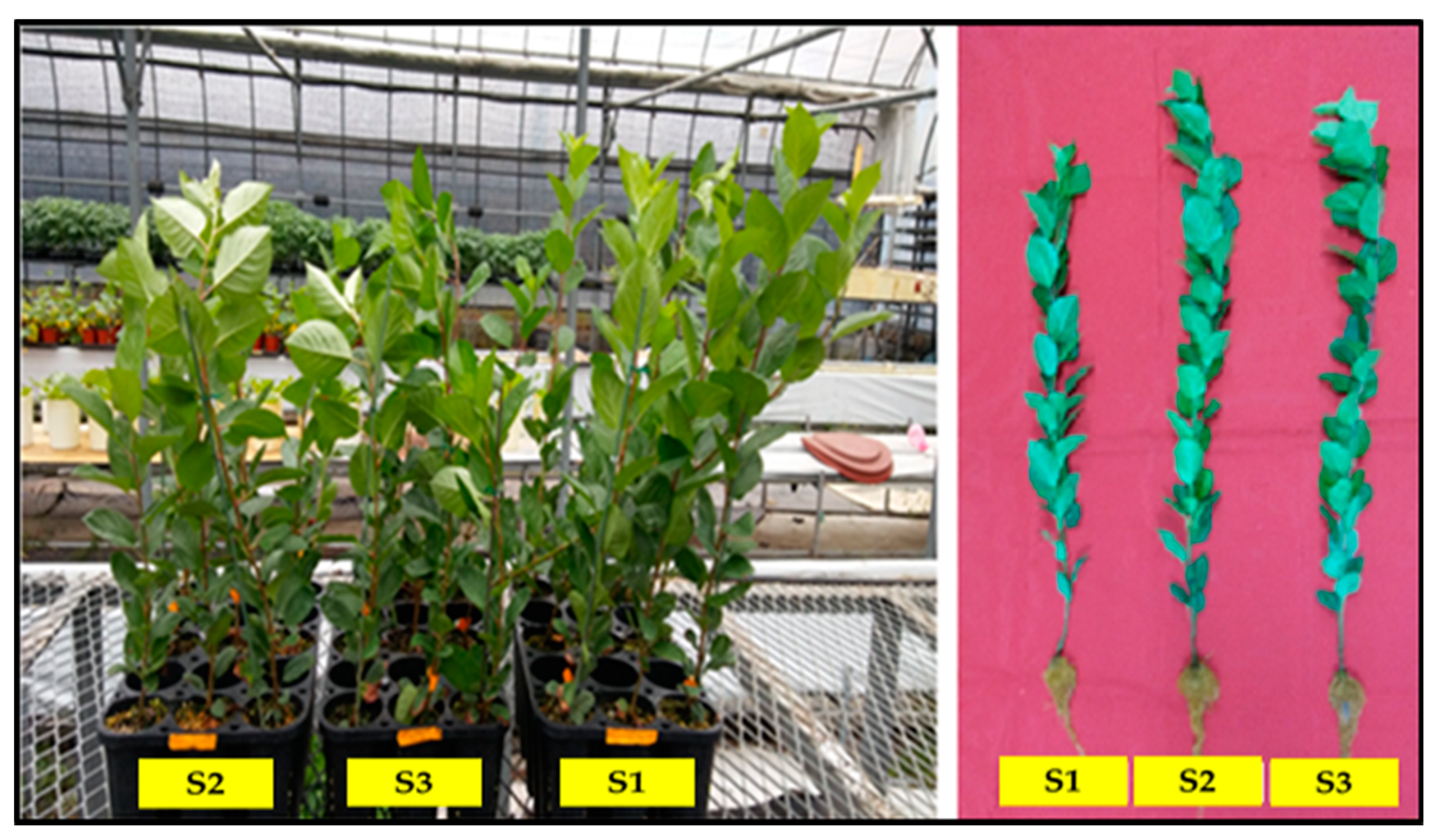 Agronomy 11 02450 g002