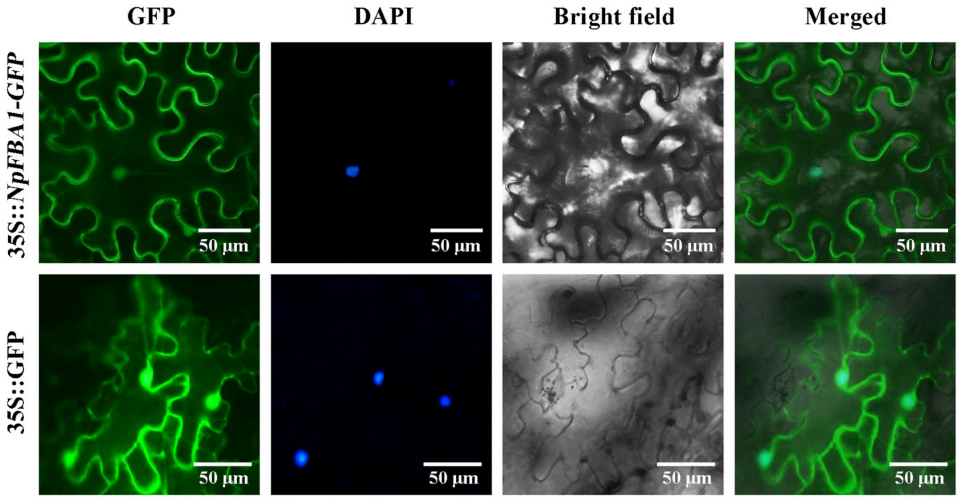 Agronomy 11 02478 g002 Agronomy 11 02478 g002