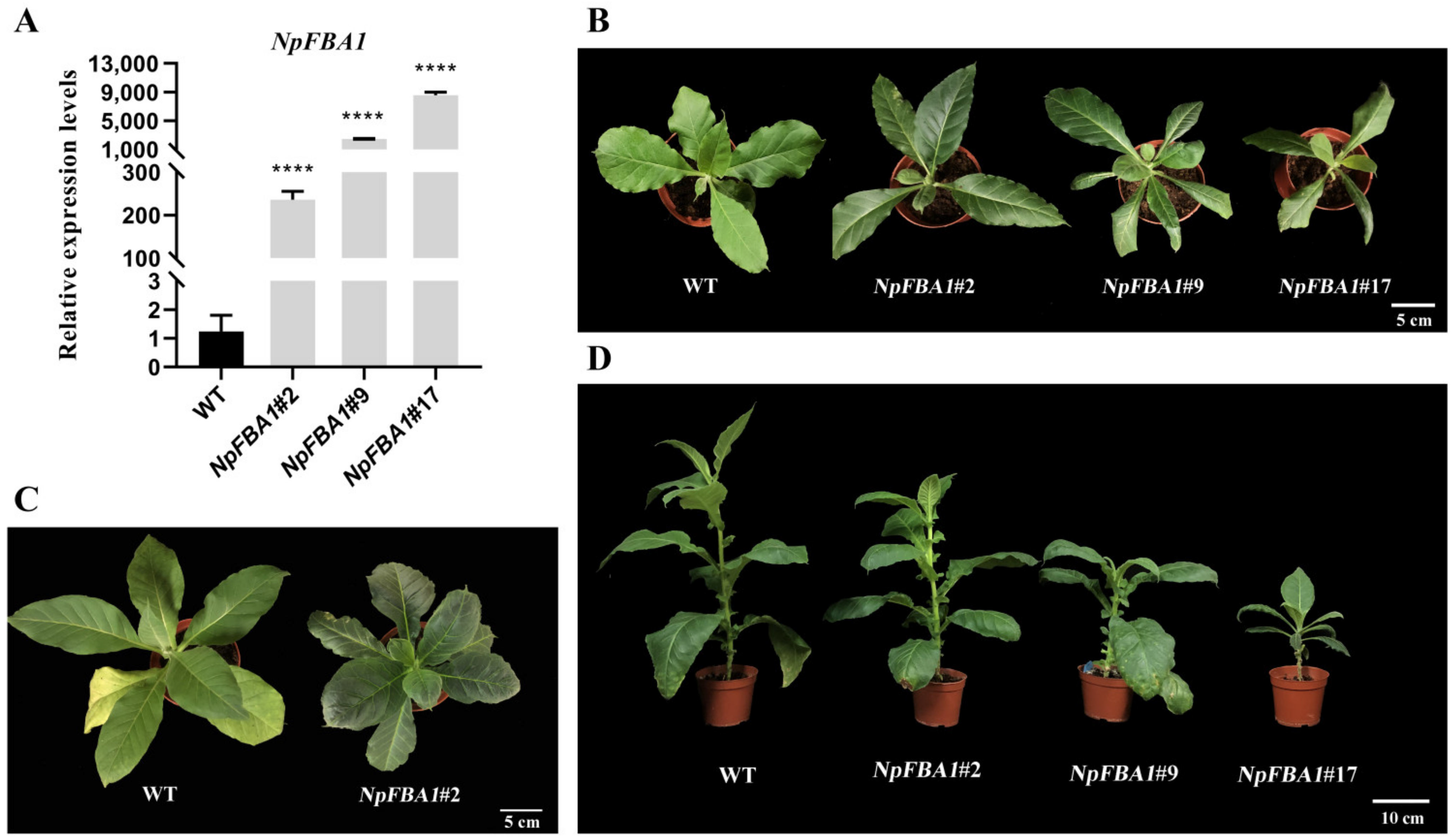 Agronomy 11 02478 g004 Agronomy 11 02478 g004