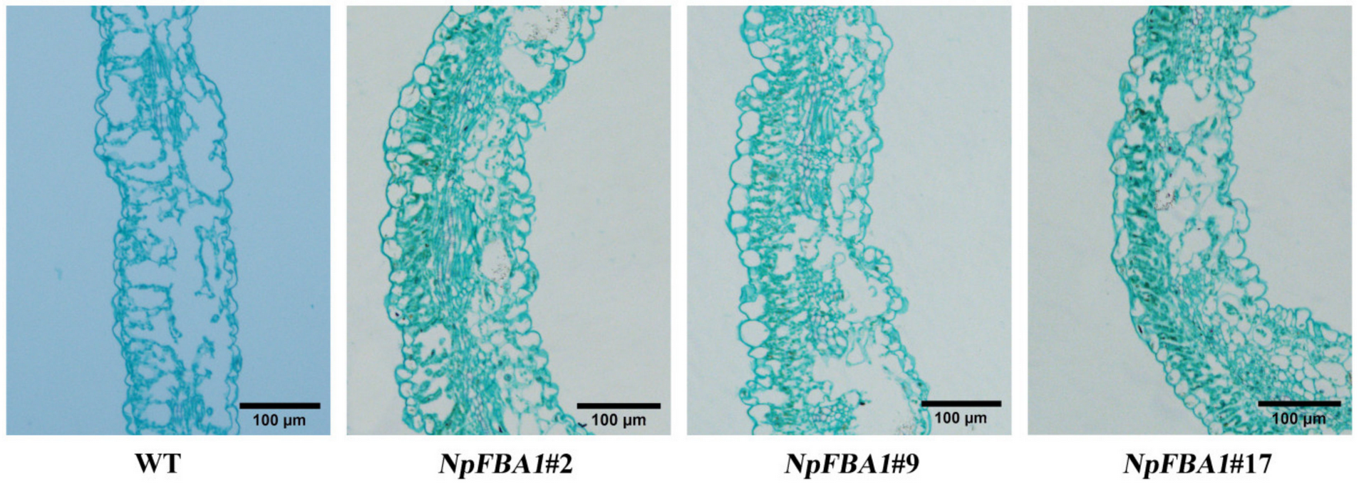 Agronomy 11 02478 g006 Agronomy 11 02478 g006