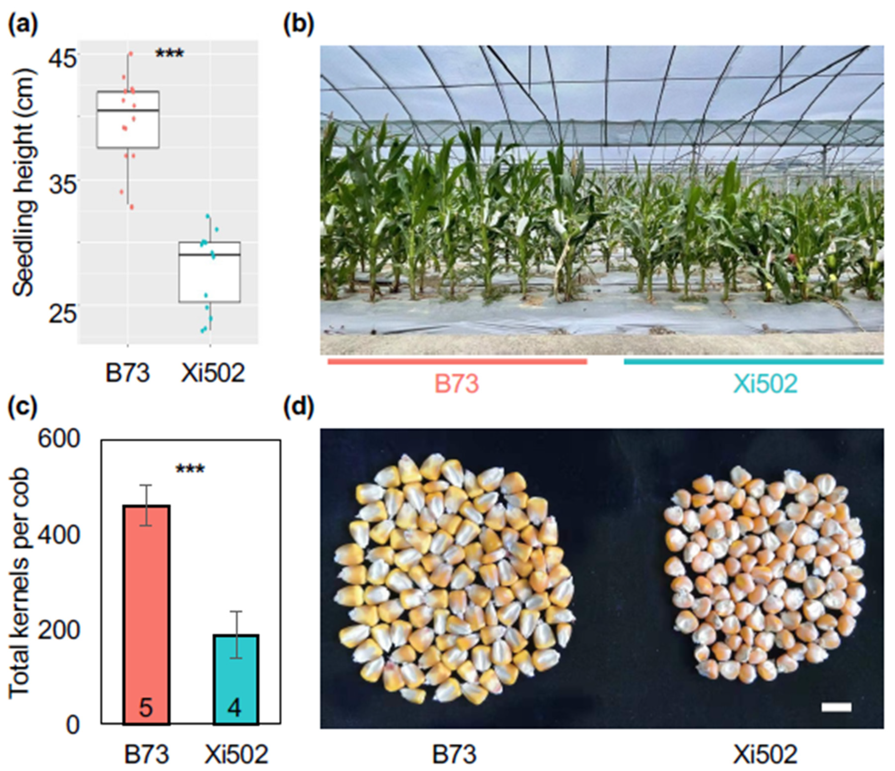 Agronomy 11 02503 g001