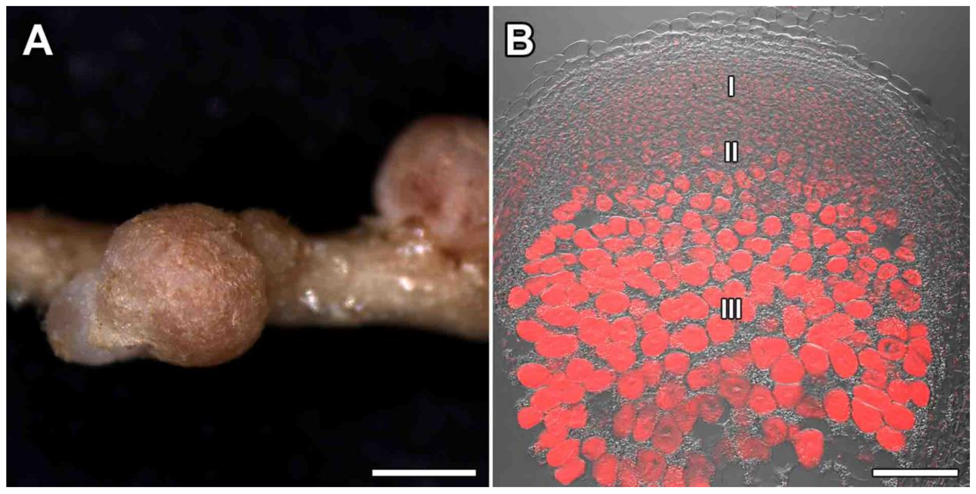 Agronomy 11 02508 g001 Agronomy 11 02508 g001