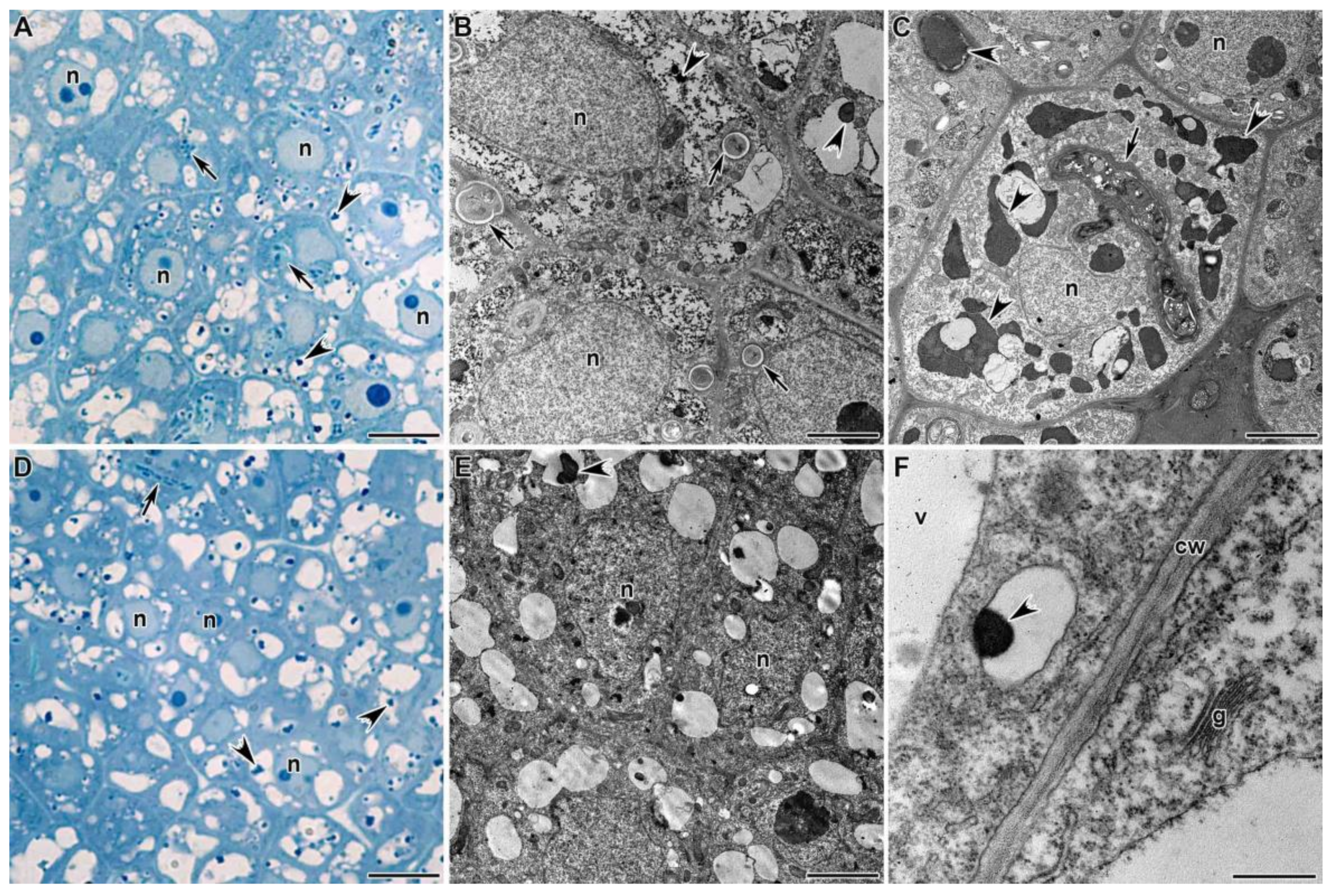 Agronomy 11 02508 g002 Agronomy 11 02508 g002