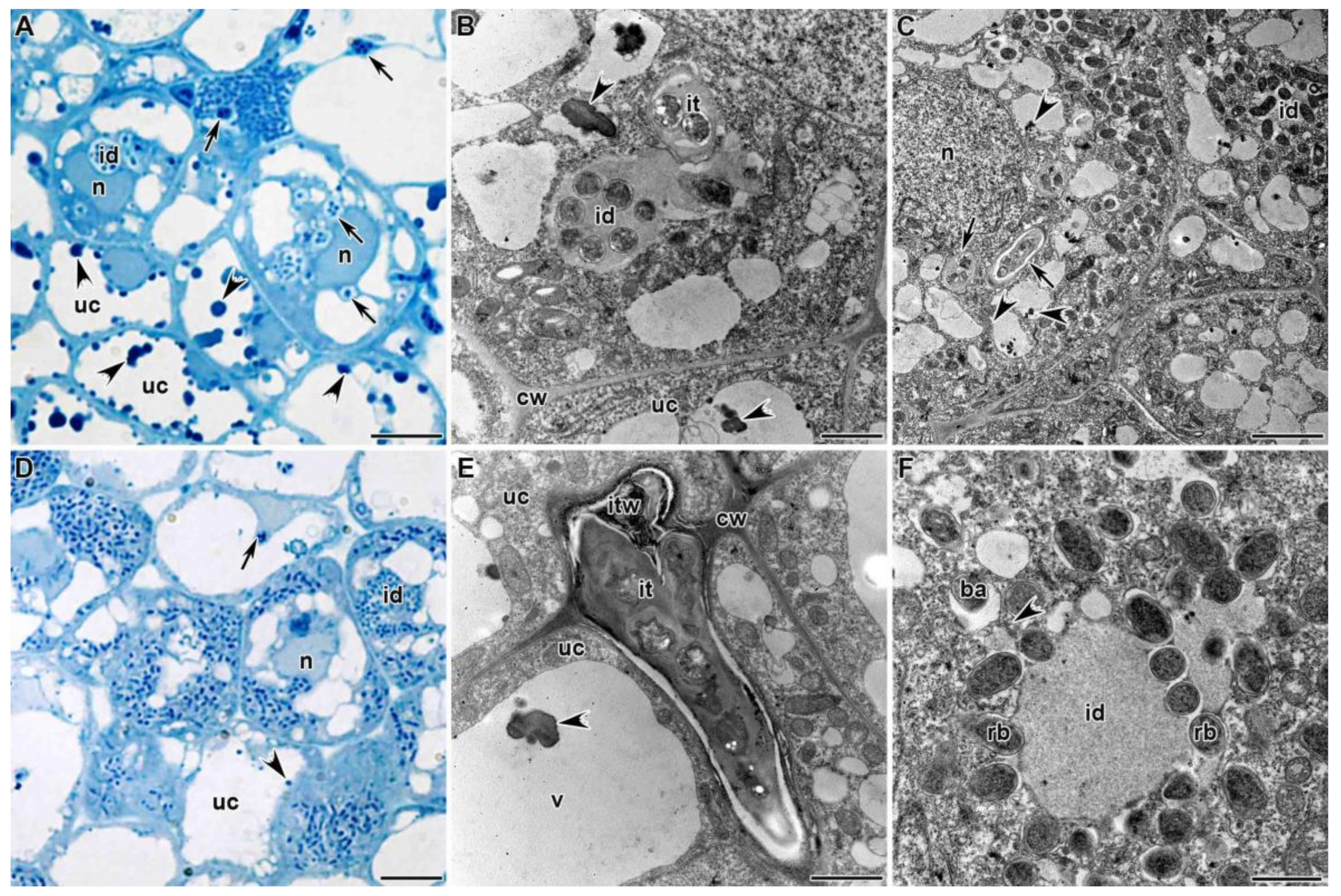 Agronomy 11 02508 g003 Agronomy 11 02508 g003
