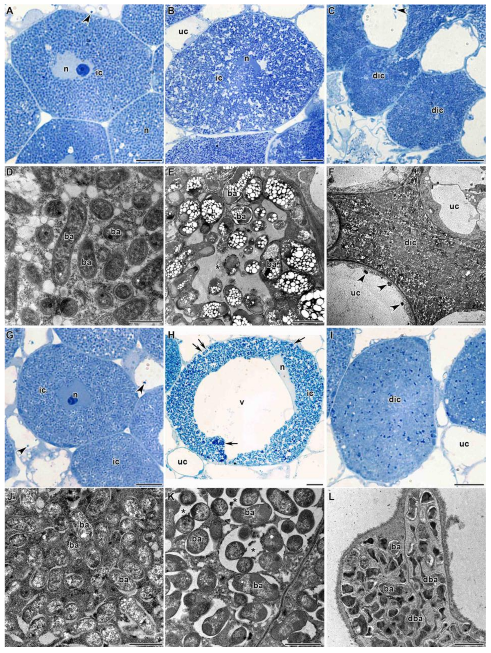 Agronomy 11 02508 g004 Agronomy 11 02508 g004