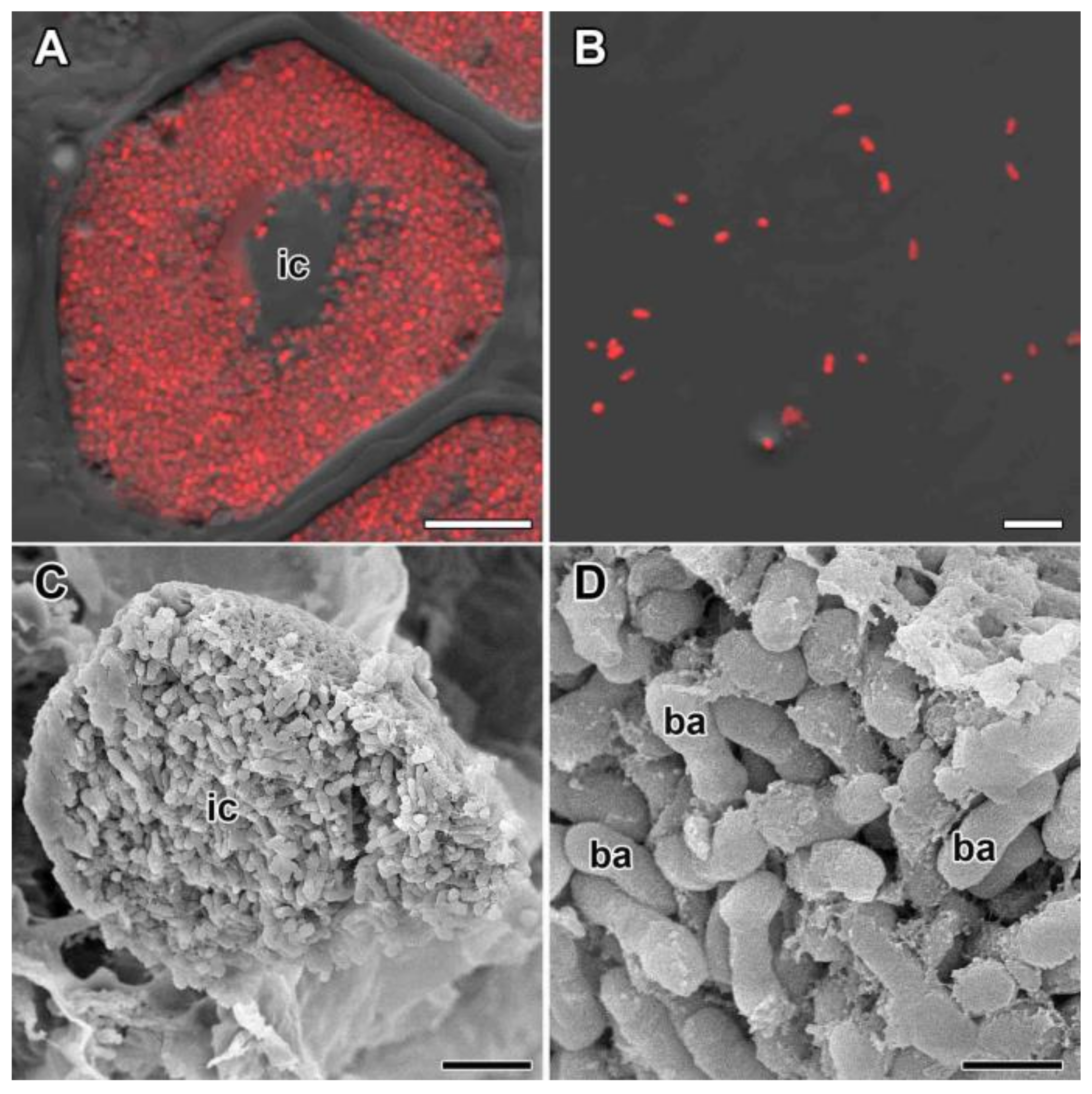 Agronomy 11 02508 g005 Agronomy 11 02508 g005