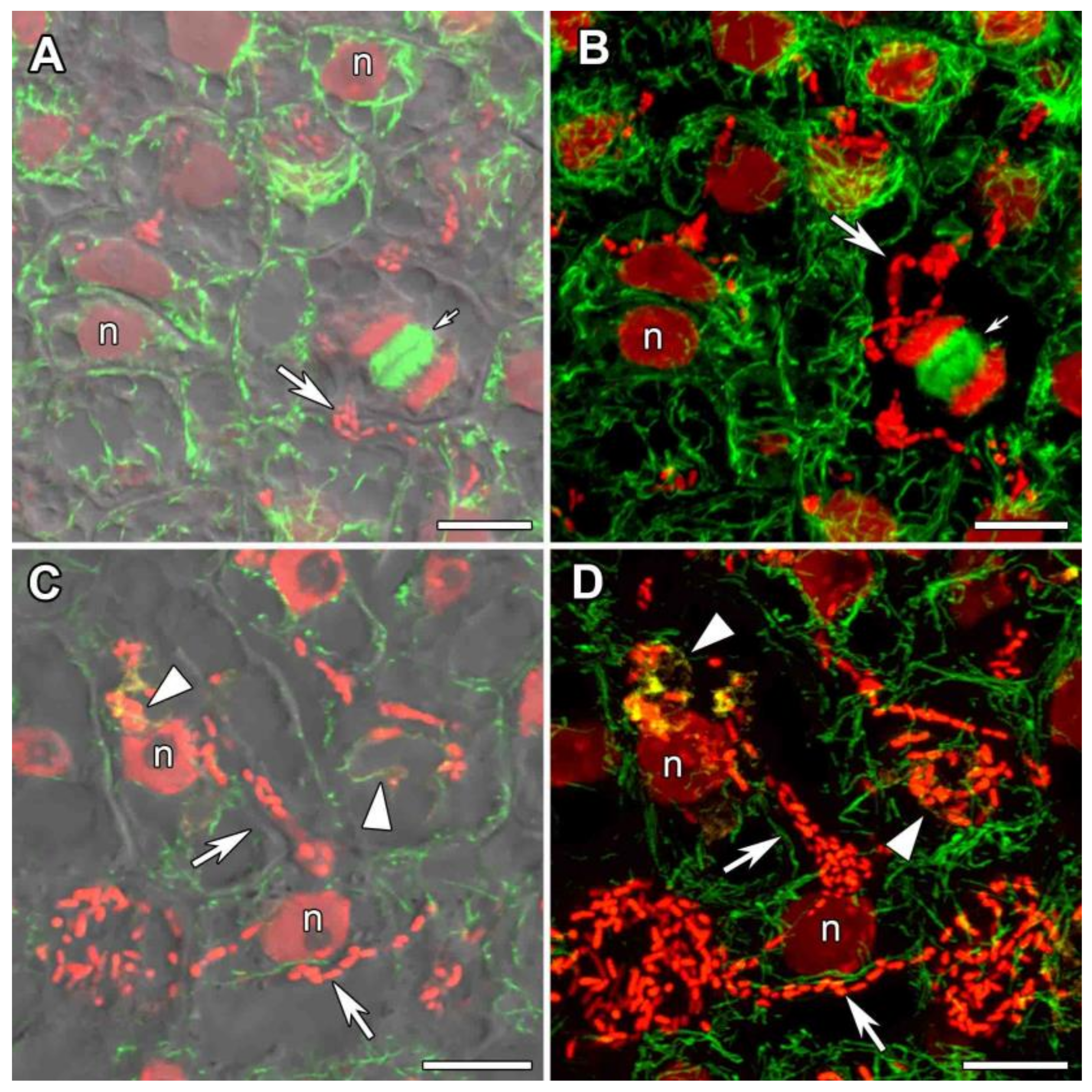 Agronomy 11 02508 g006 Agronomy 11 02508 g006
