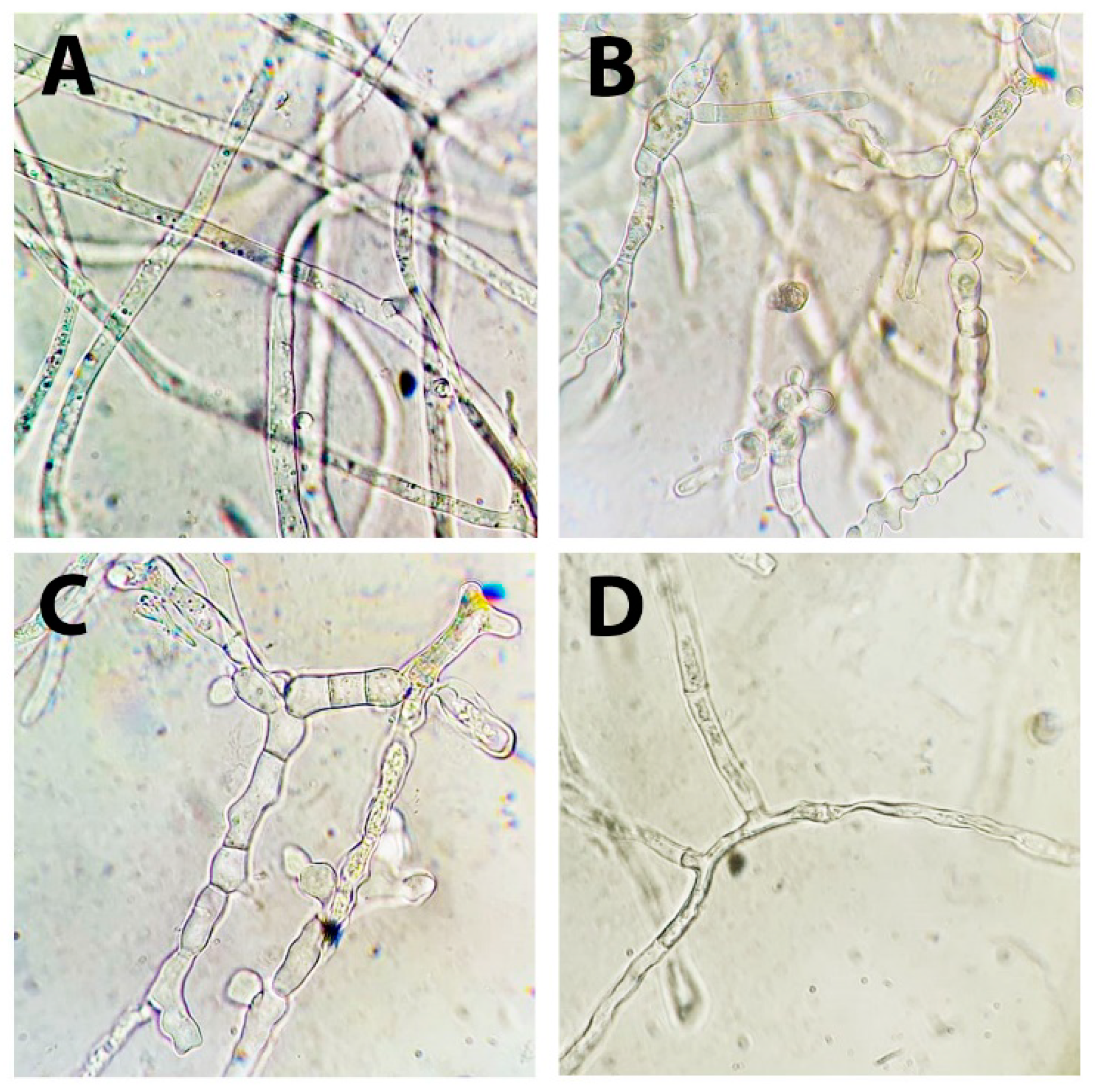 Agronomy 11 02520 g006