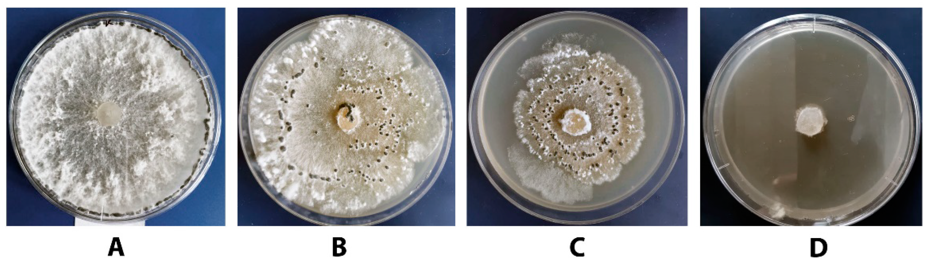 Agronomy 11 02520 g009