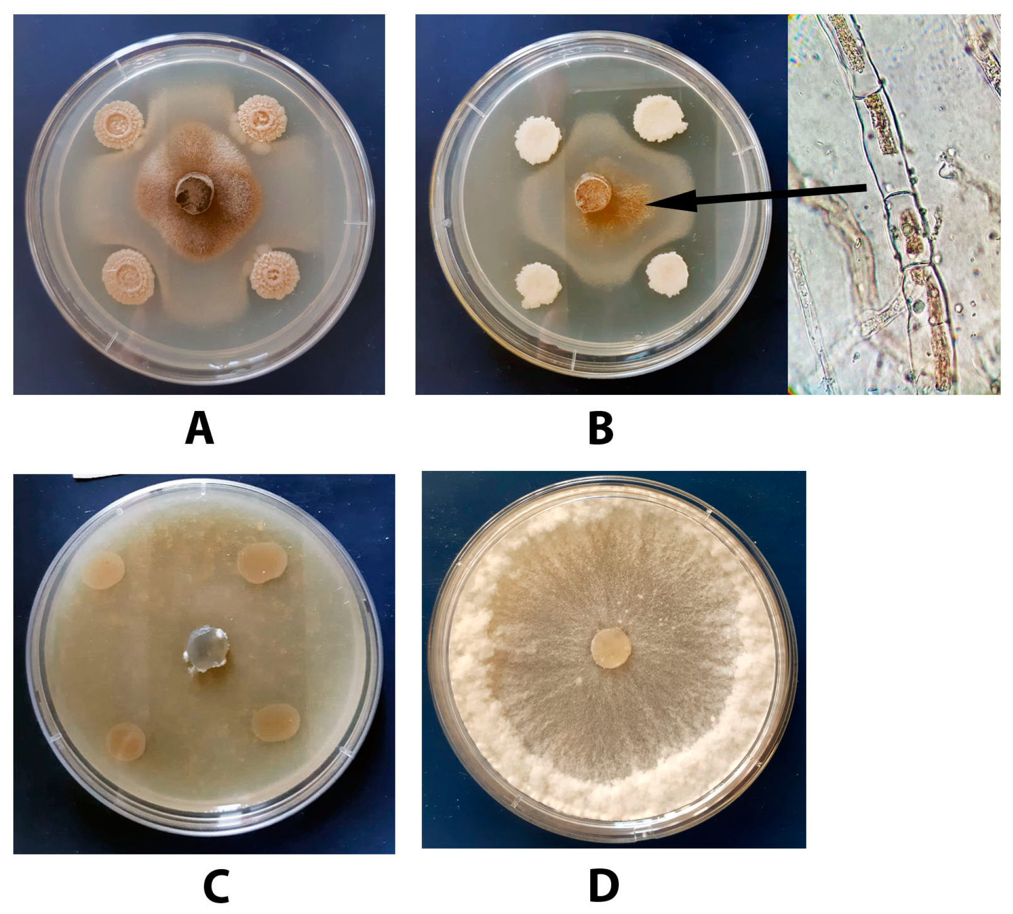 Agronomy 11 02520 g012