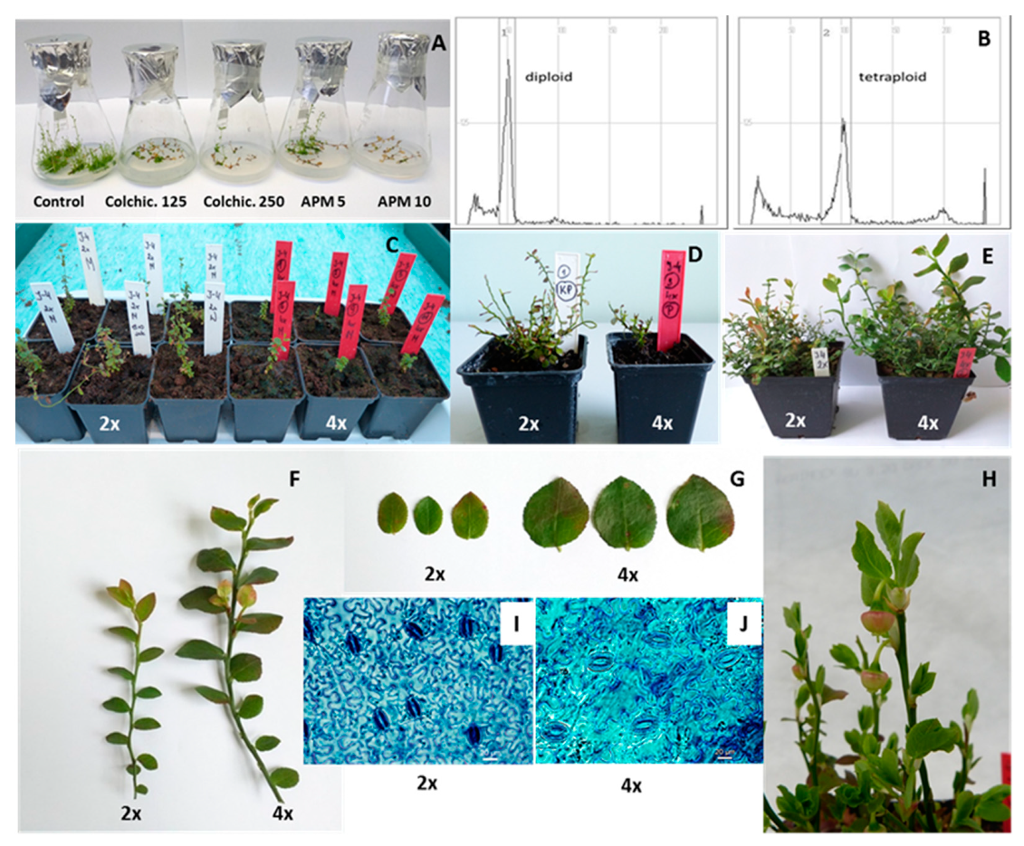 Agronomy Free Full Text Chromosome Doubling in Genetically