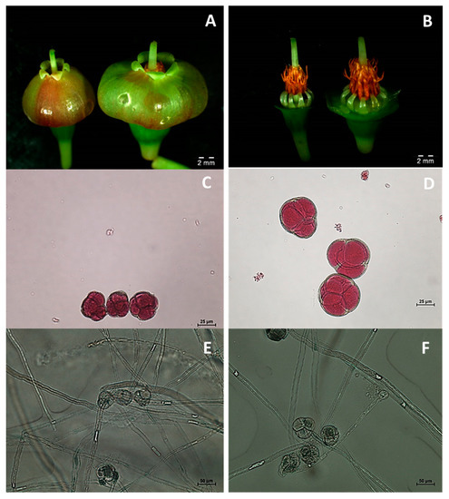 Agronomy Free Full Text Chromosome Doubling in Genetically