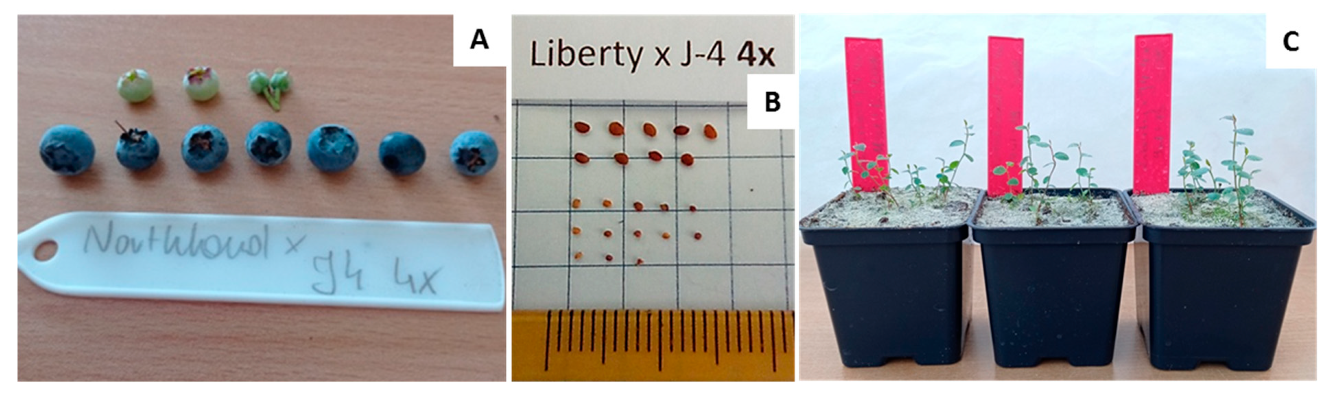 Agronomy 11 02584 g004