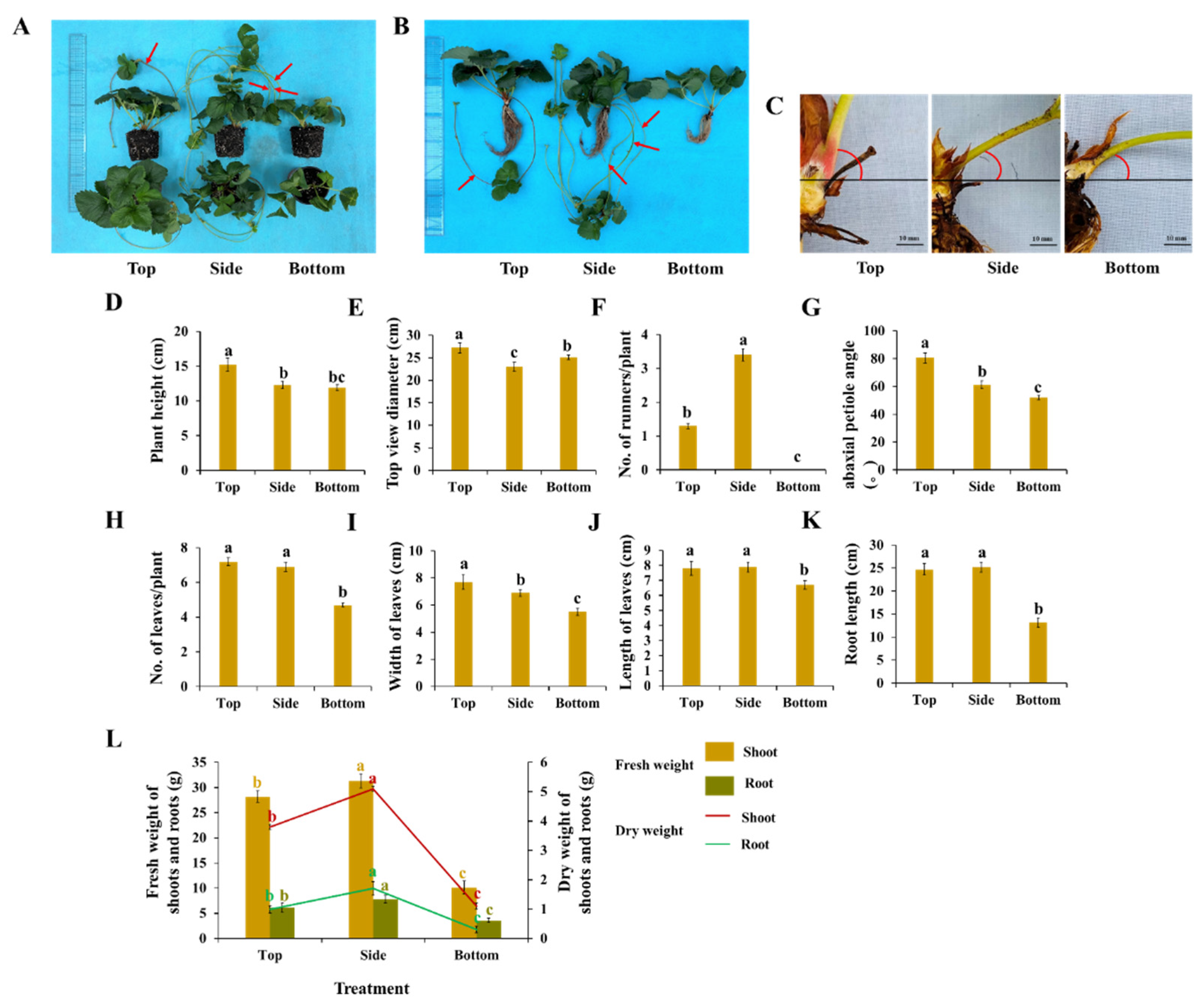 Agronomy | Free Full-Text | Side Lighting Enhances Morphophysiology and  Runner Formation by Upregulating Photosynthesis in Strawberry Grown in  Controlled Environment