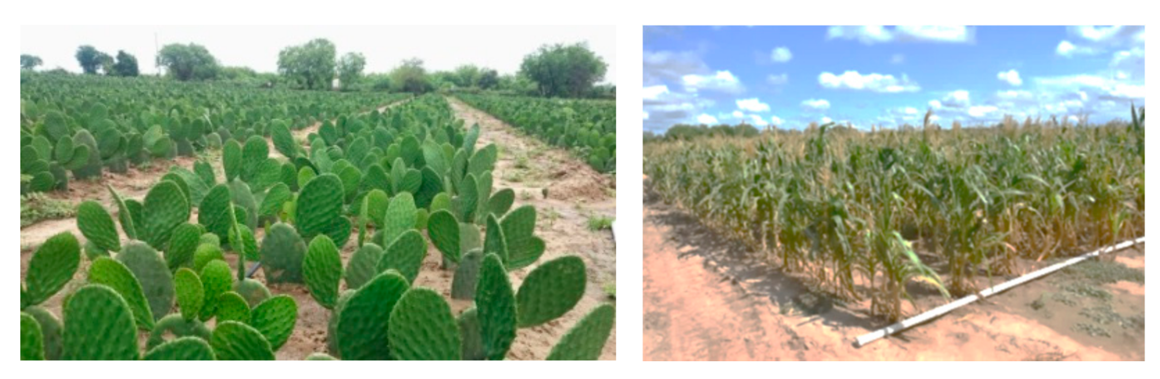 Agronomy 12 00067 g006