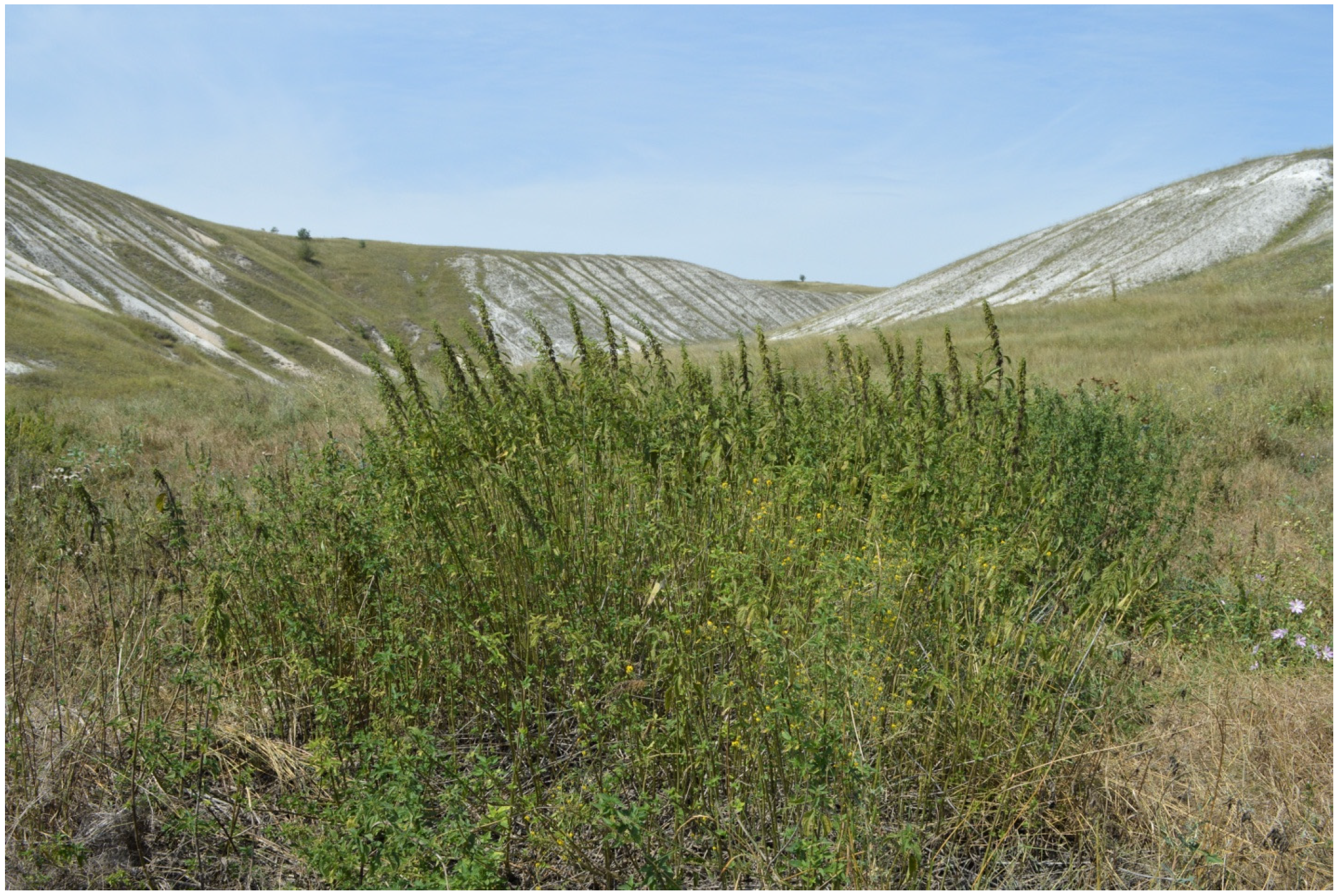 Agronomy 12 00076 g001