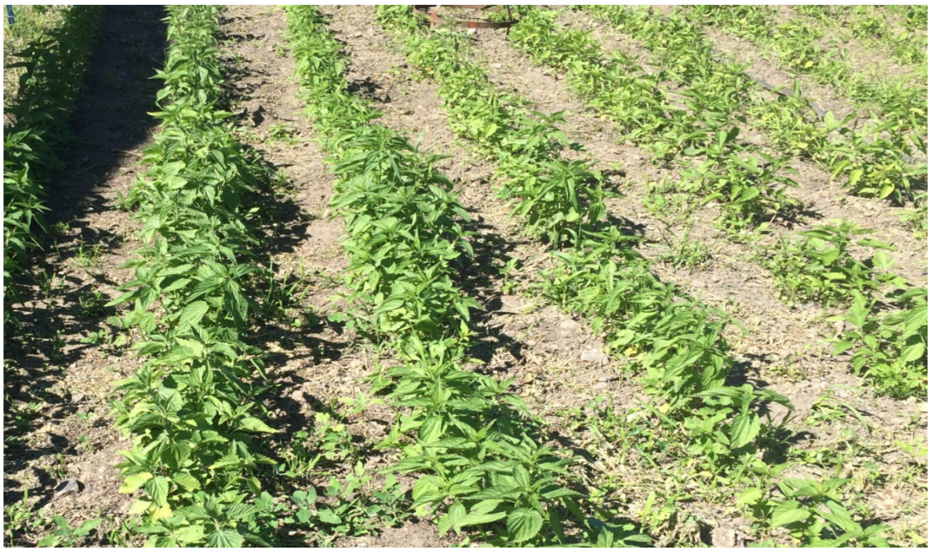 Agronomy 12 00076 g002