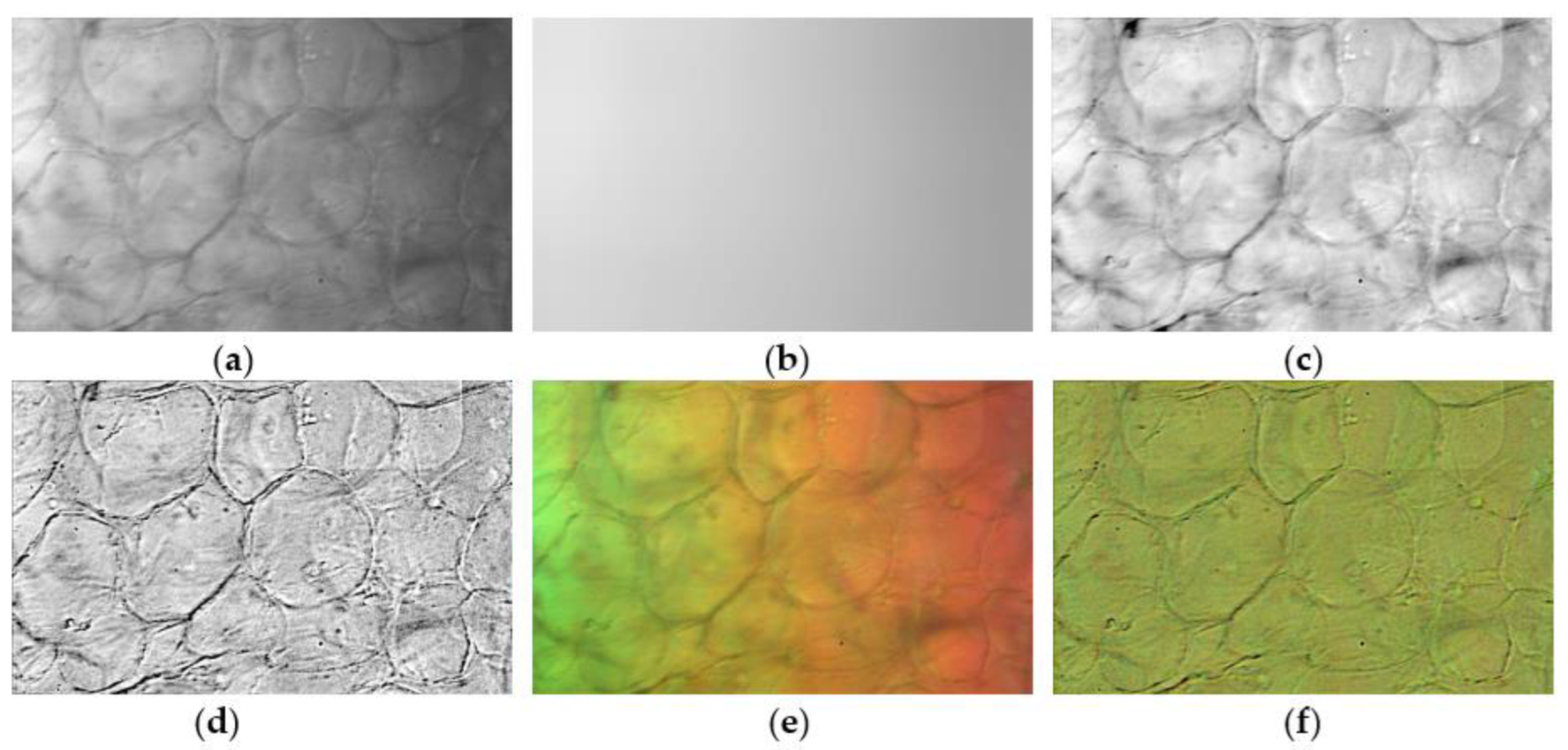 Agronomy 12 00085 g003