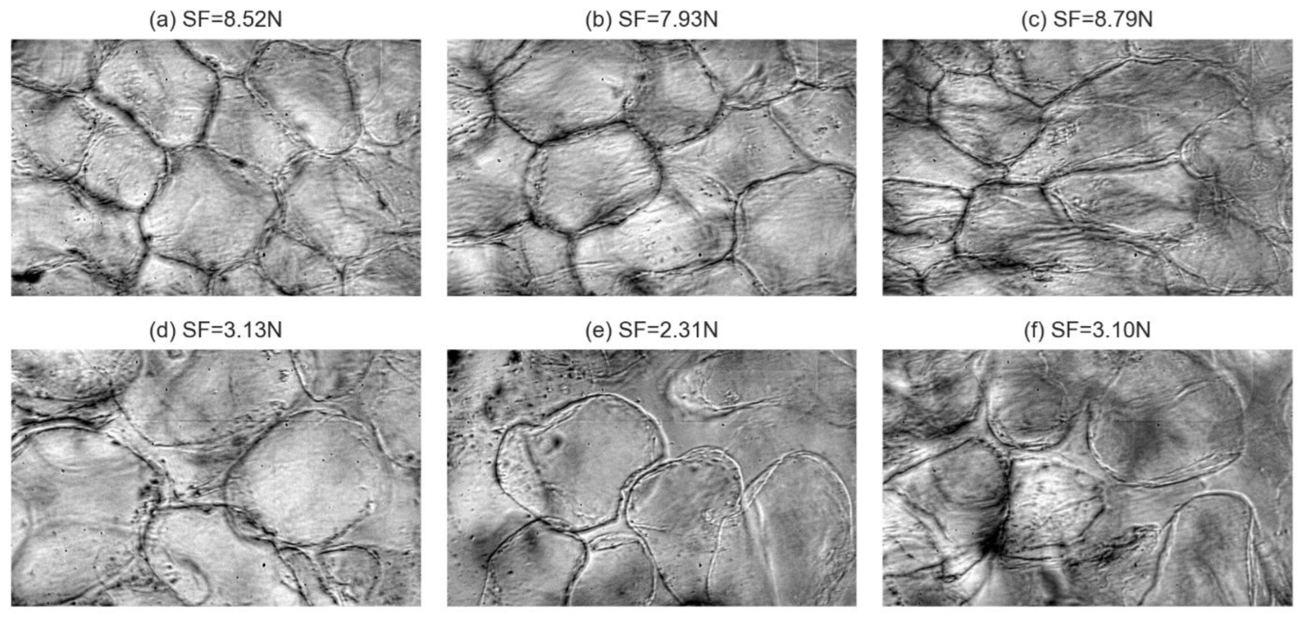 Agronomy 12 00085 g006
