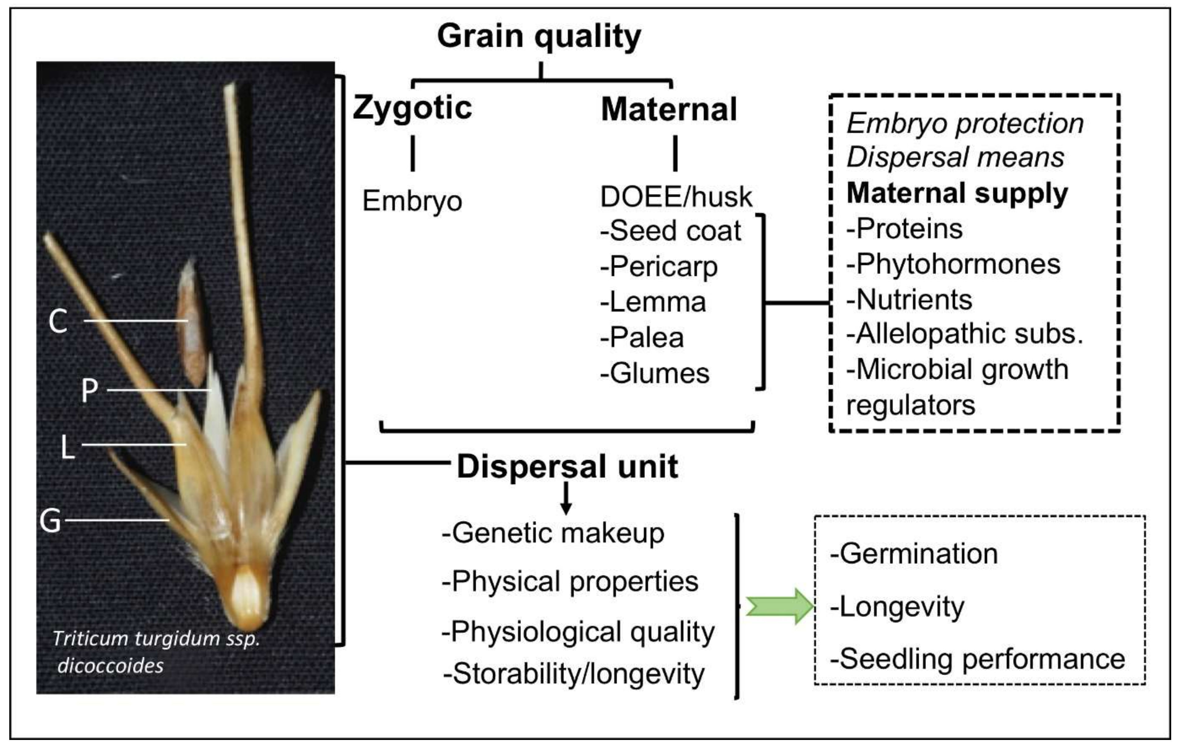 Agronomy 12 00172 g002