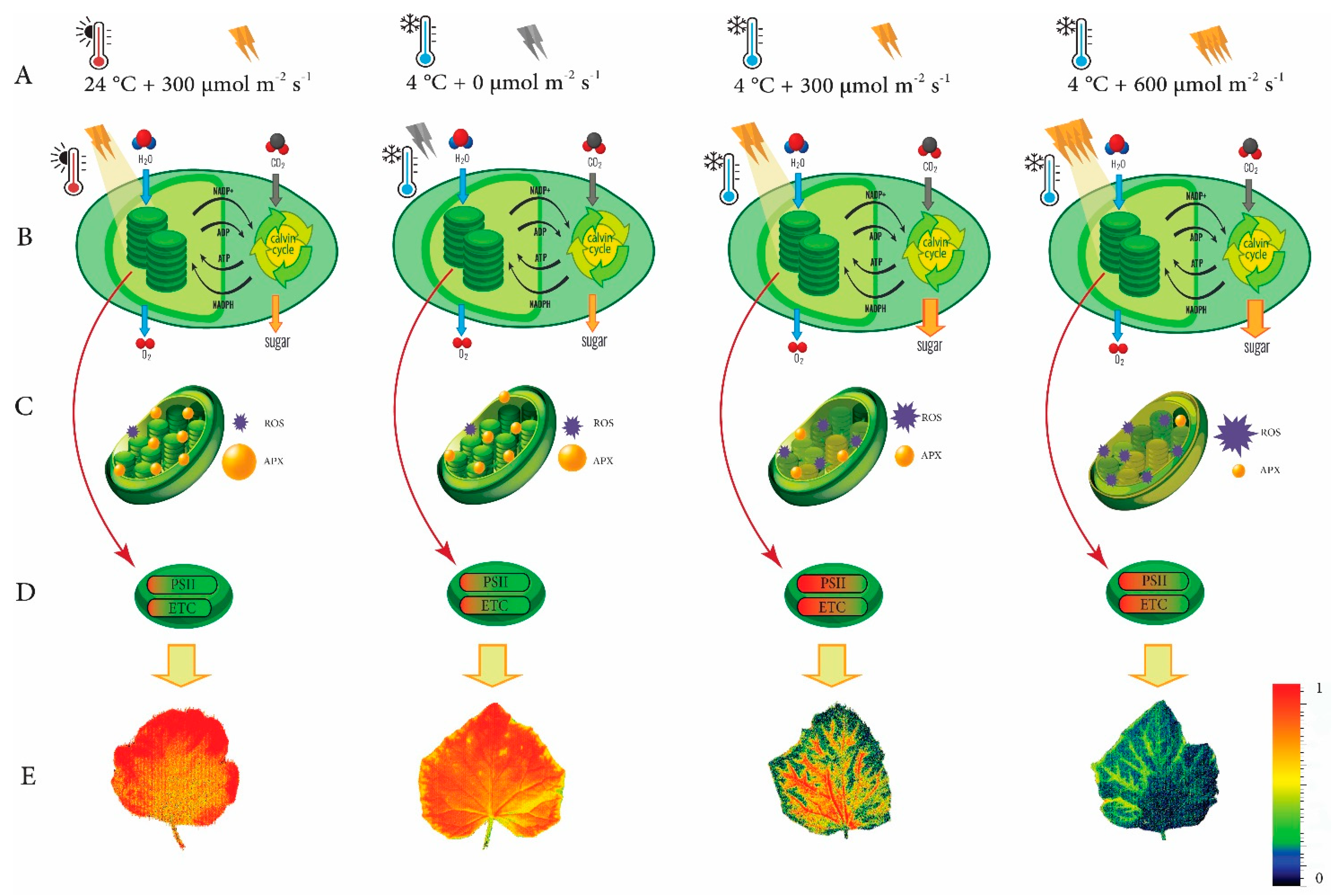 Agronomy 12 00201 g008