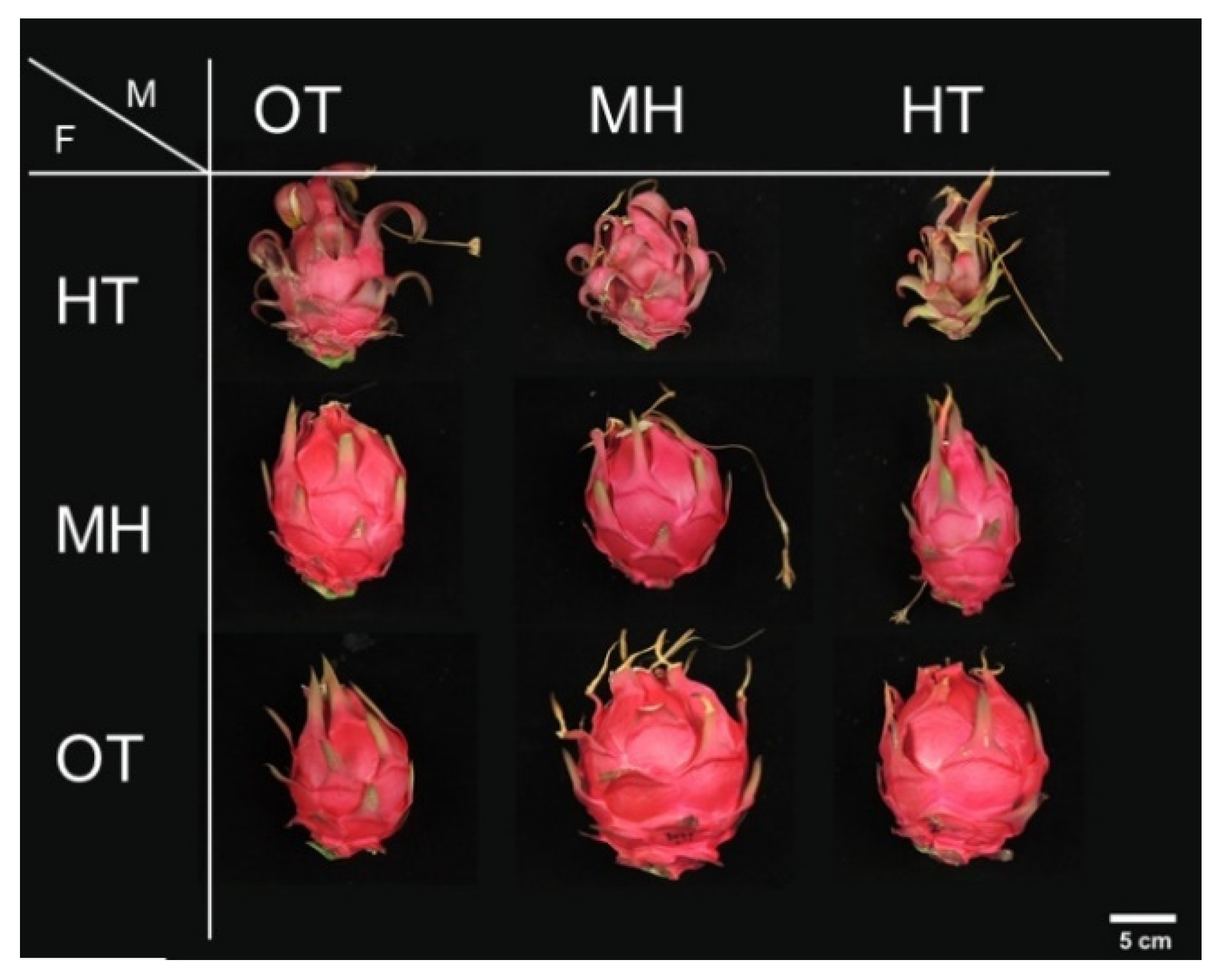 Dragon fruit — it's good for your health - Chicago Sun-Times