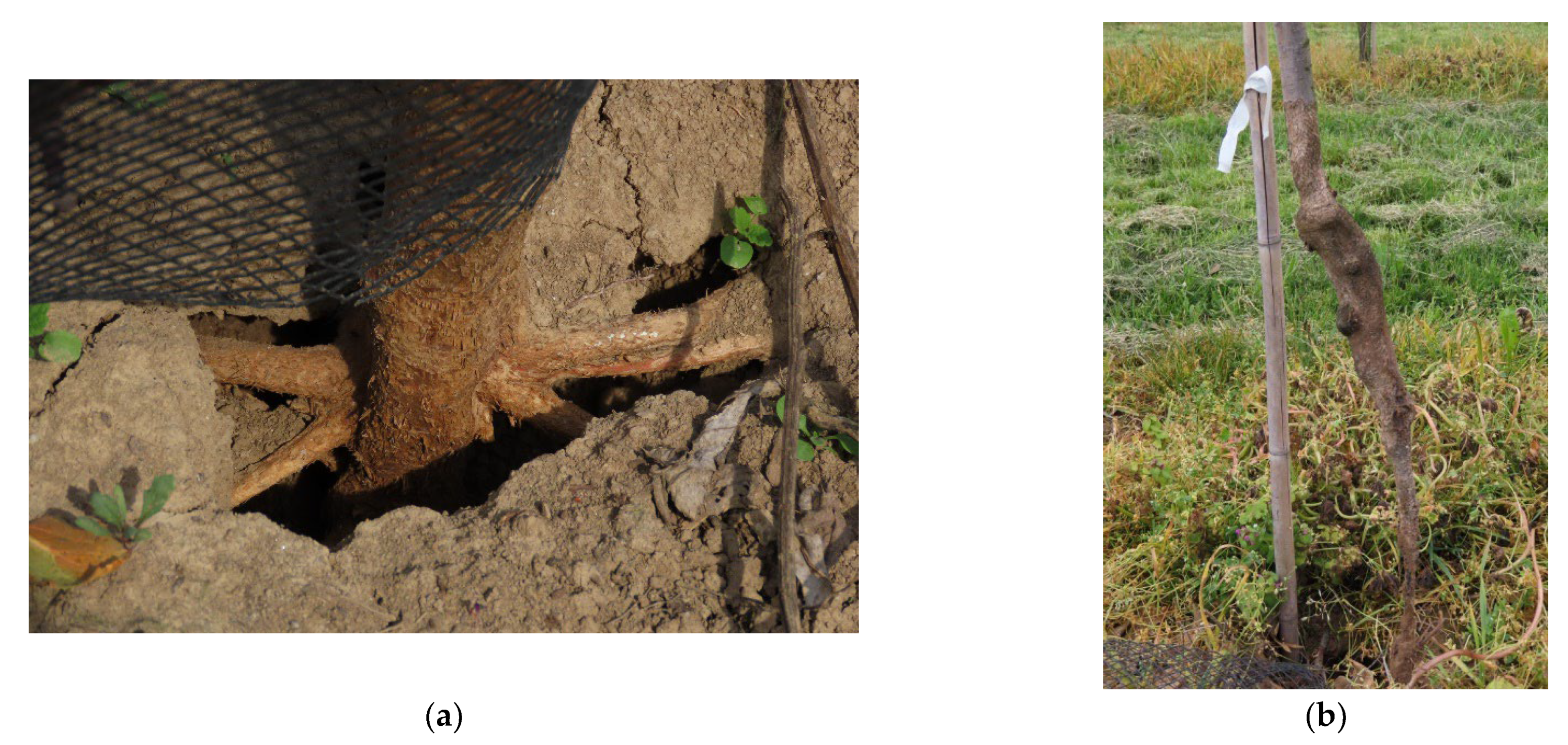 Agronomy 12 00251 g003