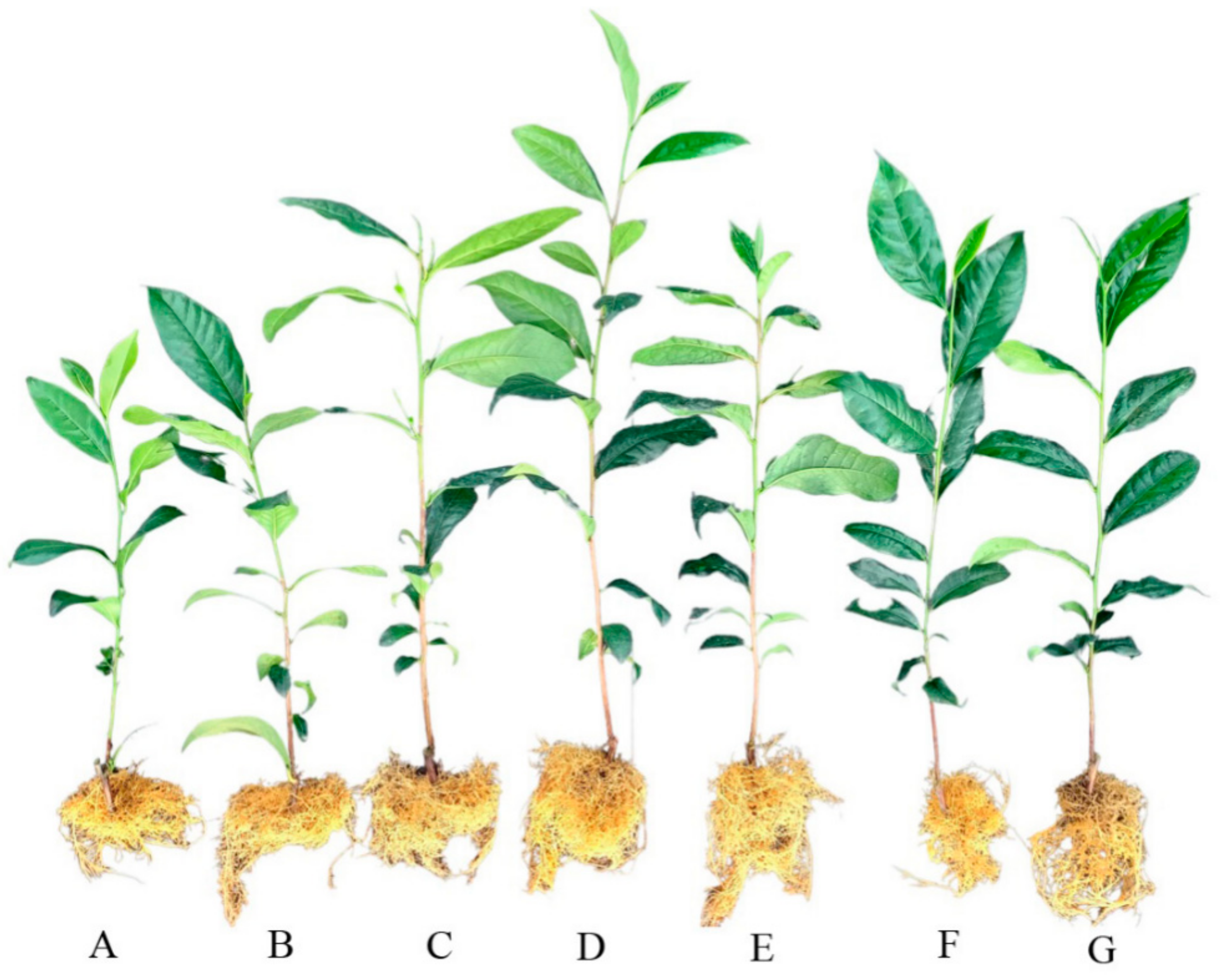 Agronomy 12 00299 g001