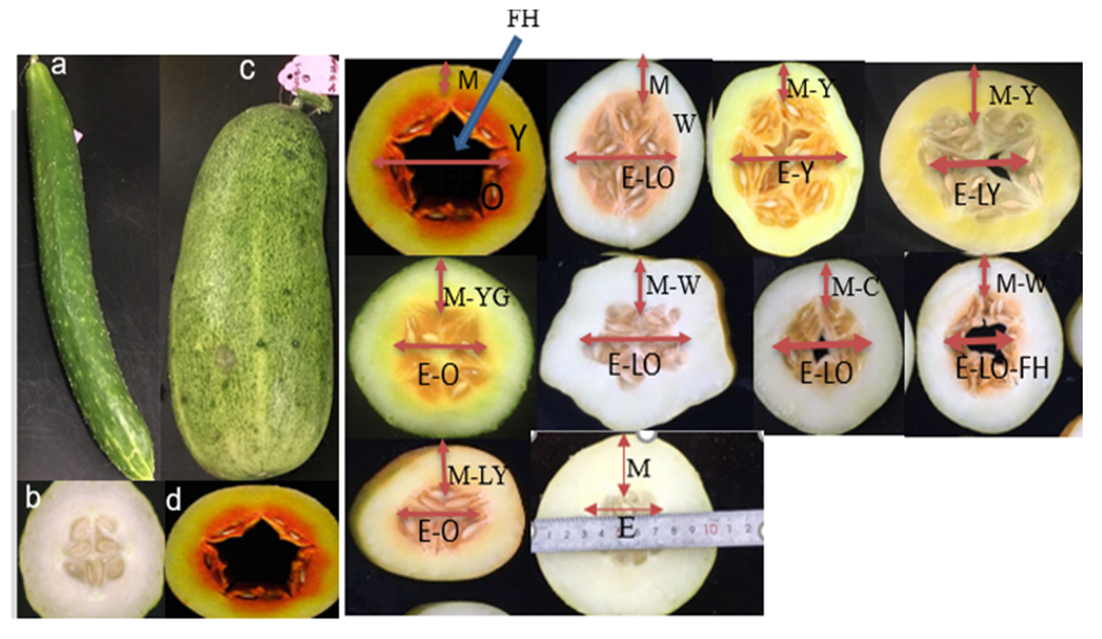 Agronomy | Free Full-Text | Molecular Research Progress on Xishuangbanna  Cucumber (Cucumis sativus L. var. Xishuangbannesis Qi et Yuan): Current  Status and Future Prospects | HTML