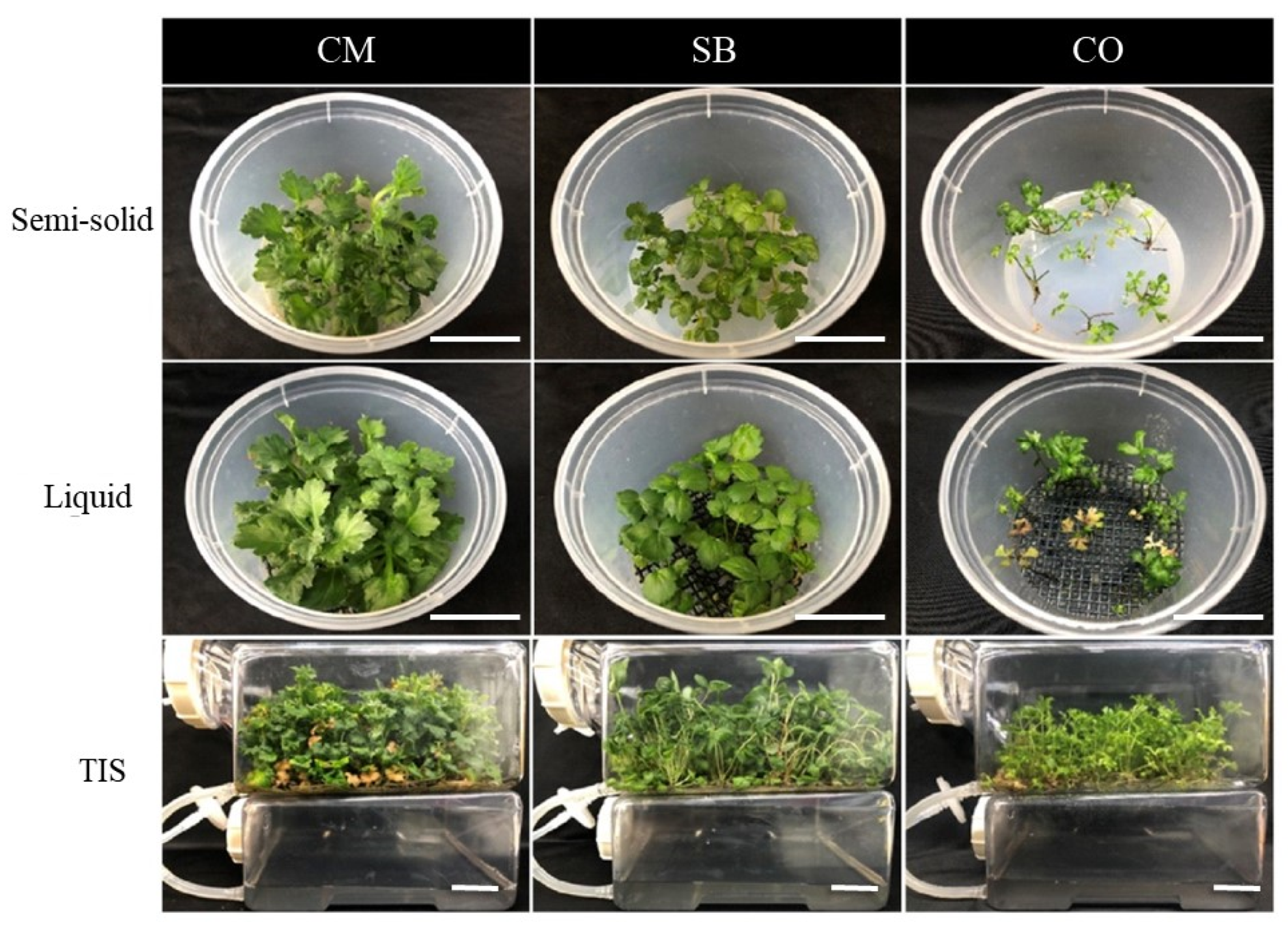 Agronomy 12 00346 g002