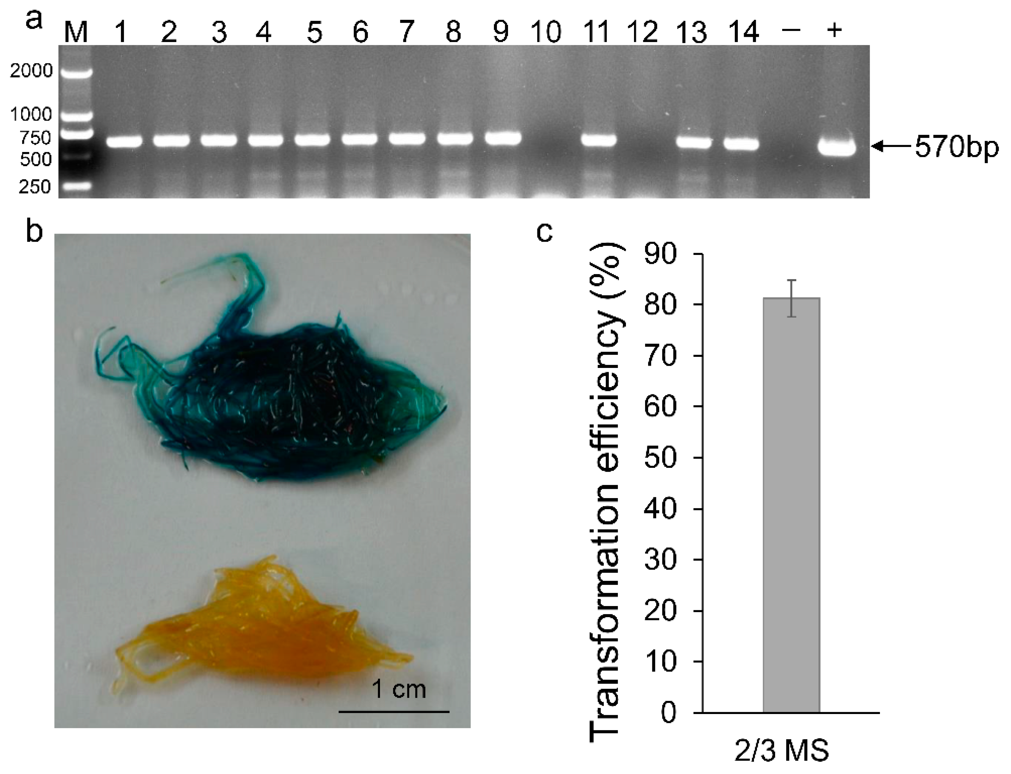 Agronomy 12 00348 g004