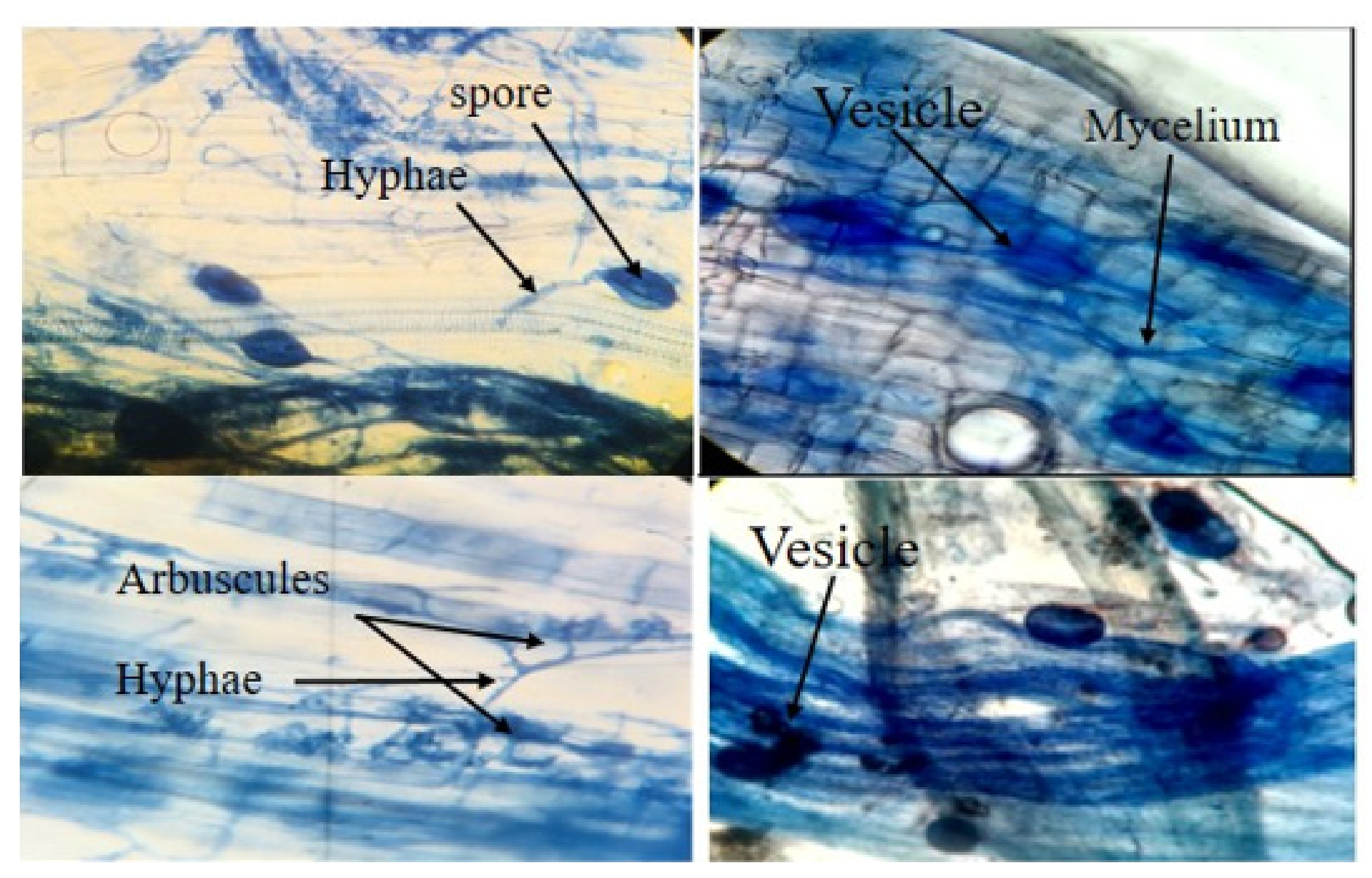 Agronomy 12 00401 g001