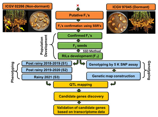 Agronomy | Free Full-Text | Discovery of Major Quantitative Trait Loci and  Candidate Genes for Fresh Seed Dormancy in Groundnut