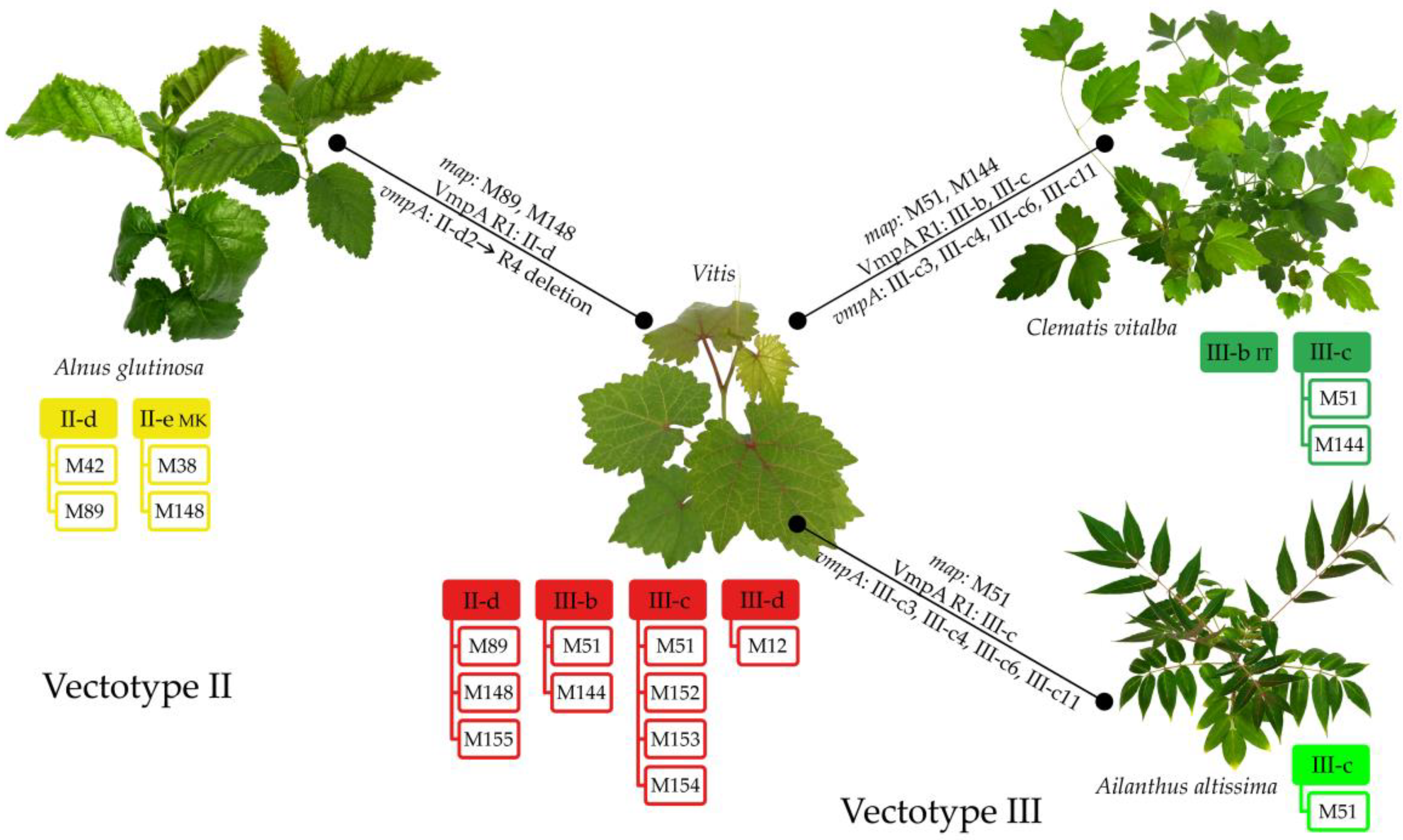 Agronomy 12 00448 g006