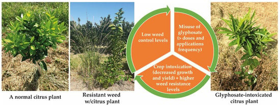 https://www.mdpi.com/agronomy/agronomy-12-00453/article_deploy/html/images/agronomy-12-00453-g001-550.jpg