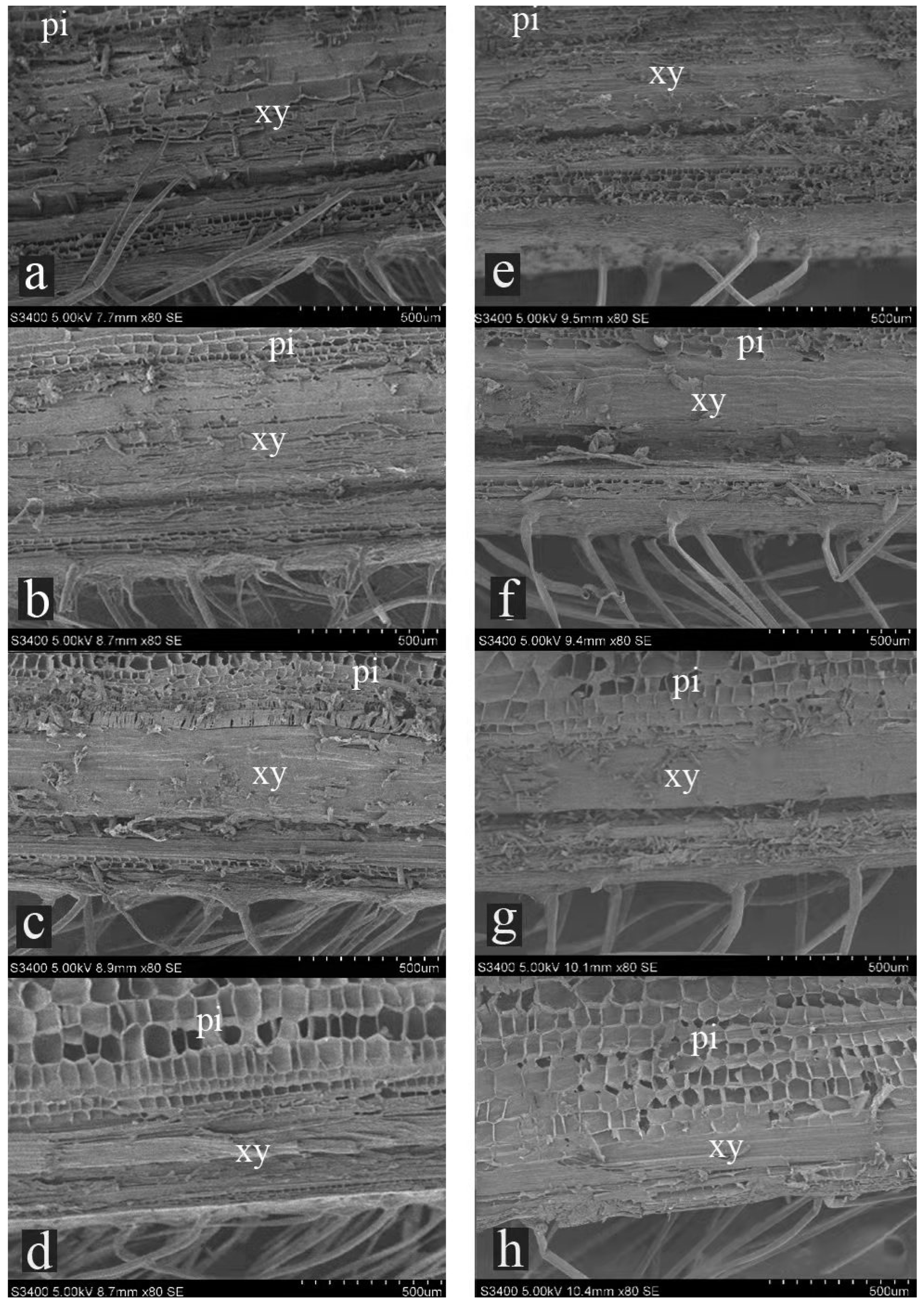 Agronomy 12 00492 g002
