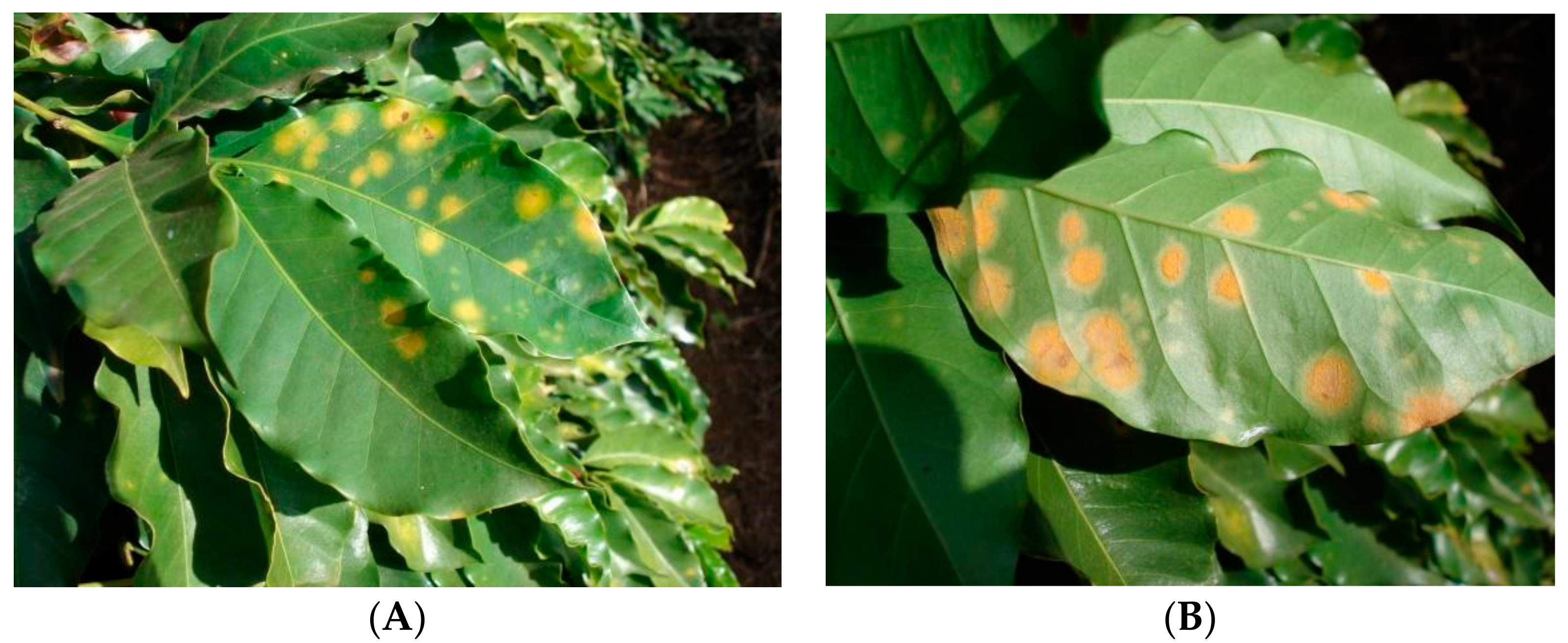 Agronomy | Free Full-Text | Coffee Leaf Rust in Brazil: Historical Events,  Current Situation, and Control Measures | HTML