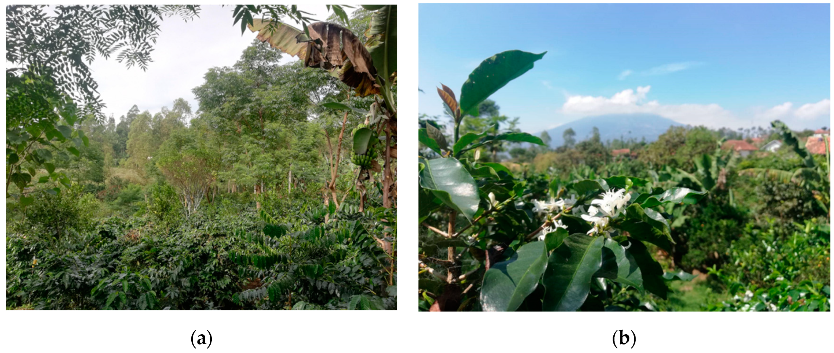 Agronomy | Free Full-Text | Flower Visitation Time and Number of Visitor  Species Are Reduced by the Use of Agrochemicals in Coffee Home Gardens