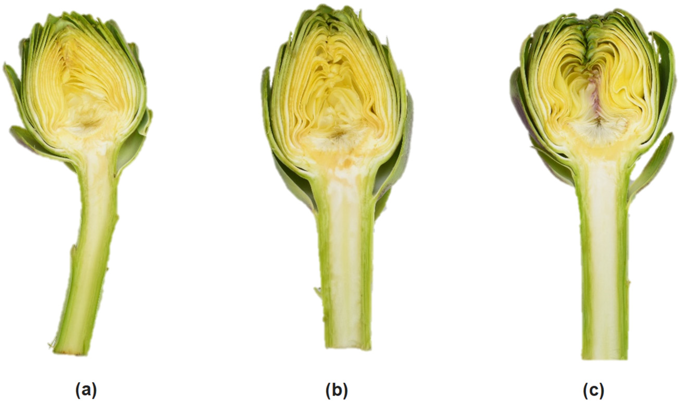 Agronomy 12 00515 g001