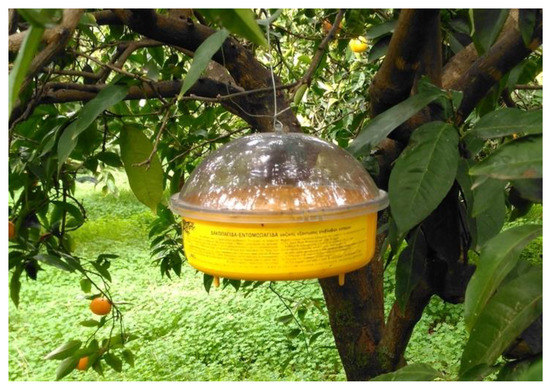 fruit fly trap on tree