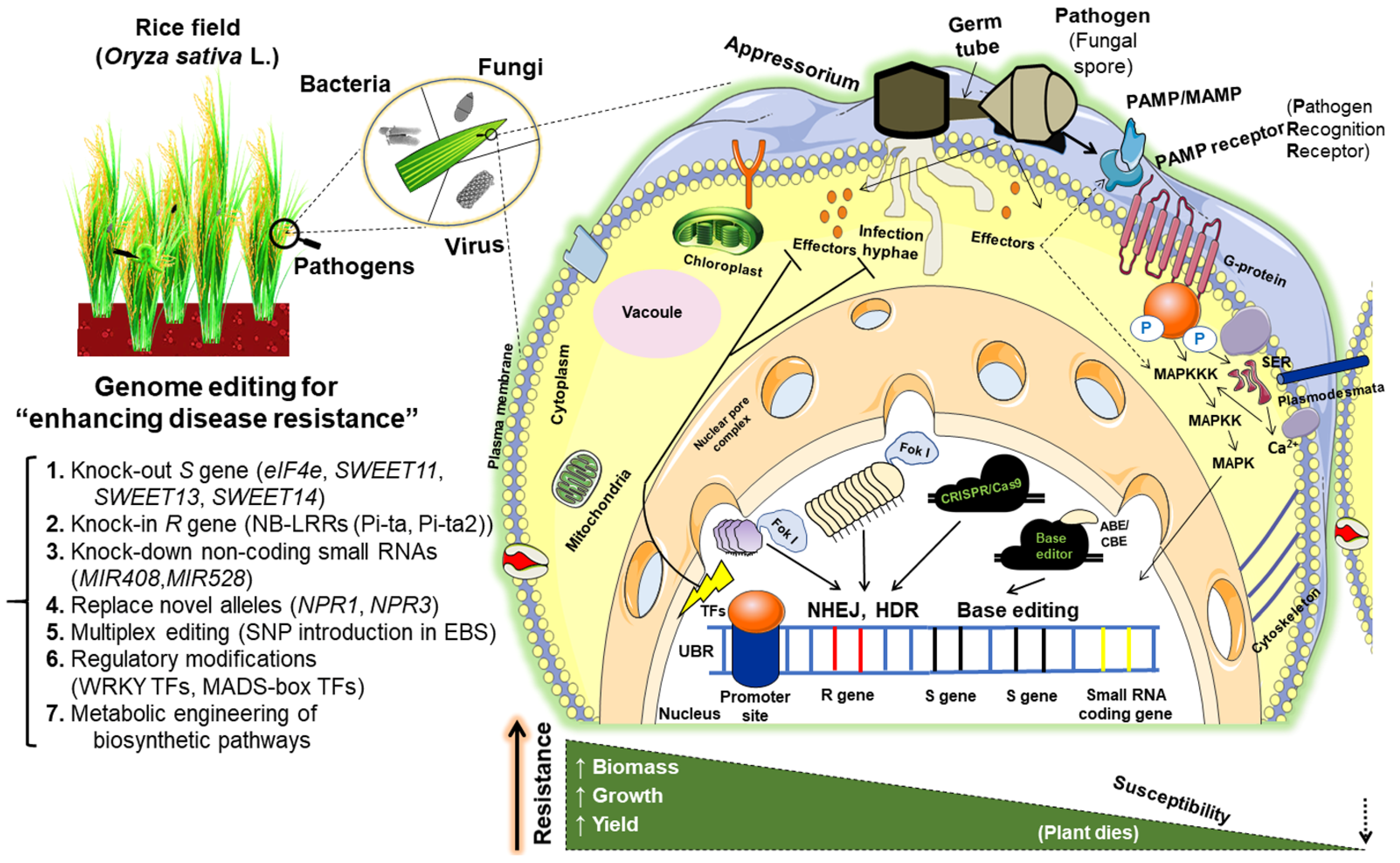 Massive crossover suppression by CRISPR–Cas-mediated plant