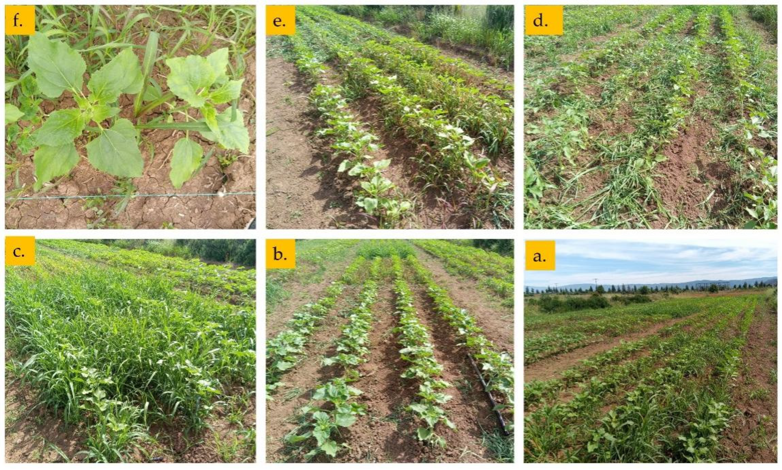 Agronomy 12 00581 g006 Agronomy 12 00581 g006