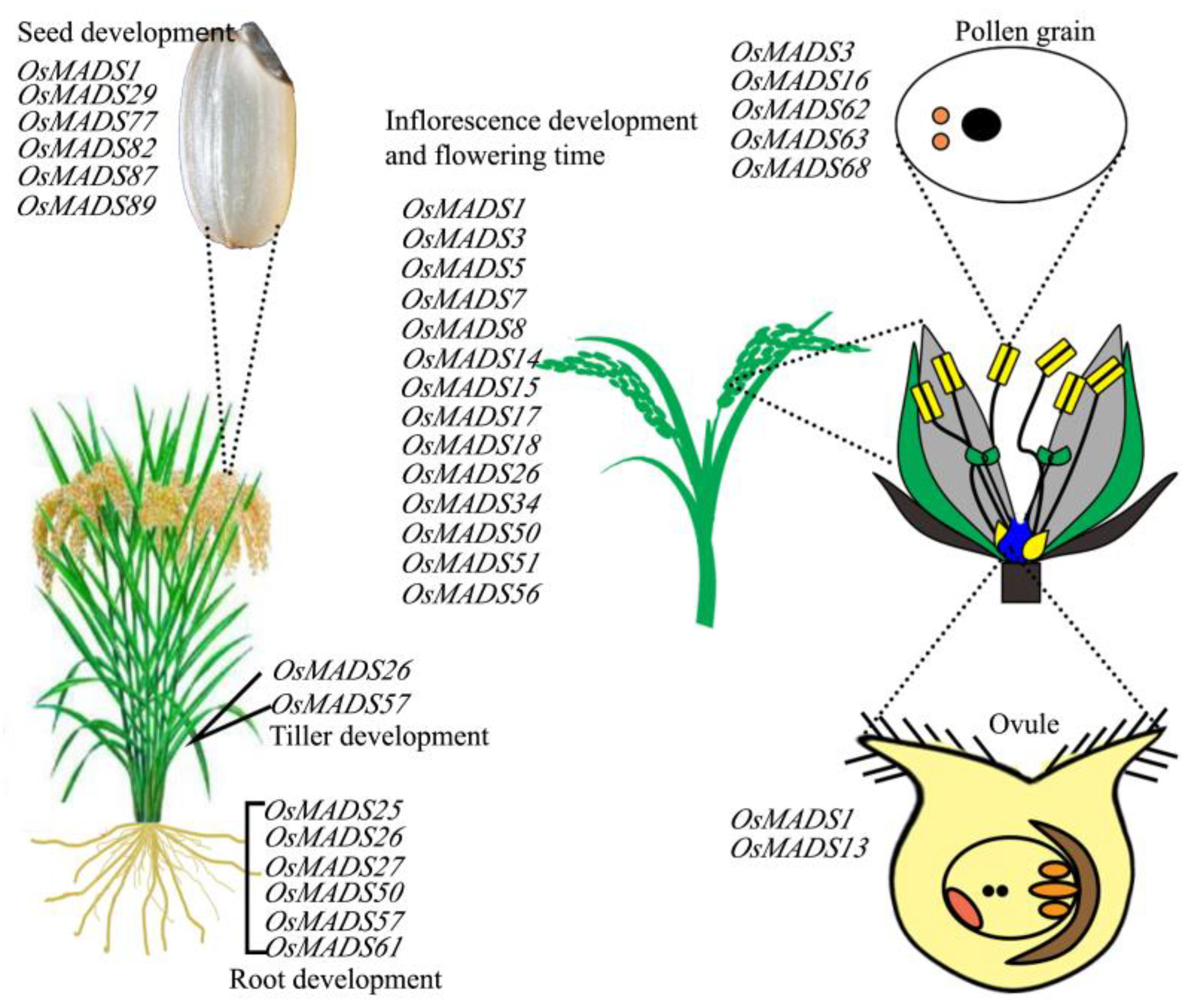 Agronomy 12 00582 g002