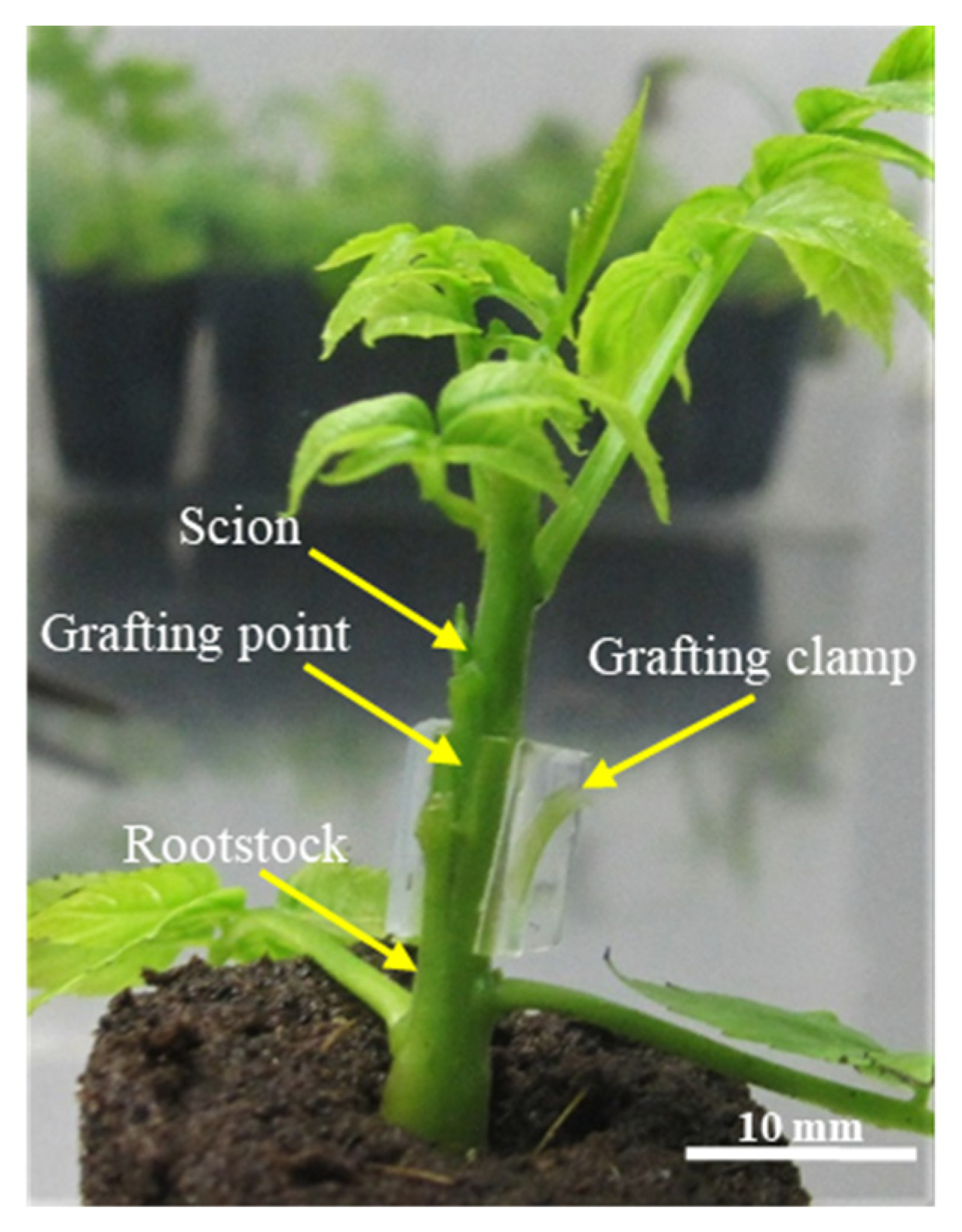 Agronomy | Free Full-Text | Ex Vitro Rooting and Simultaneous Micrografting  of the Walnut Hybrid Rootstock &lsquo;Paradox&rsquo; (Juglans hindsi  &times; Juglans regia) cl. &lsquo;Vlach&rsquo;