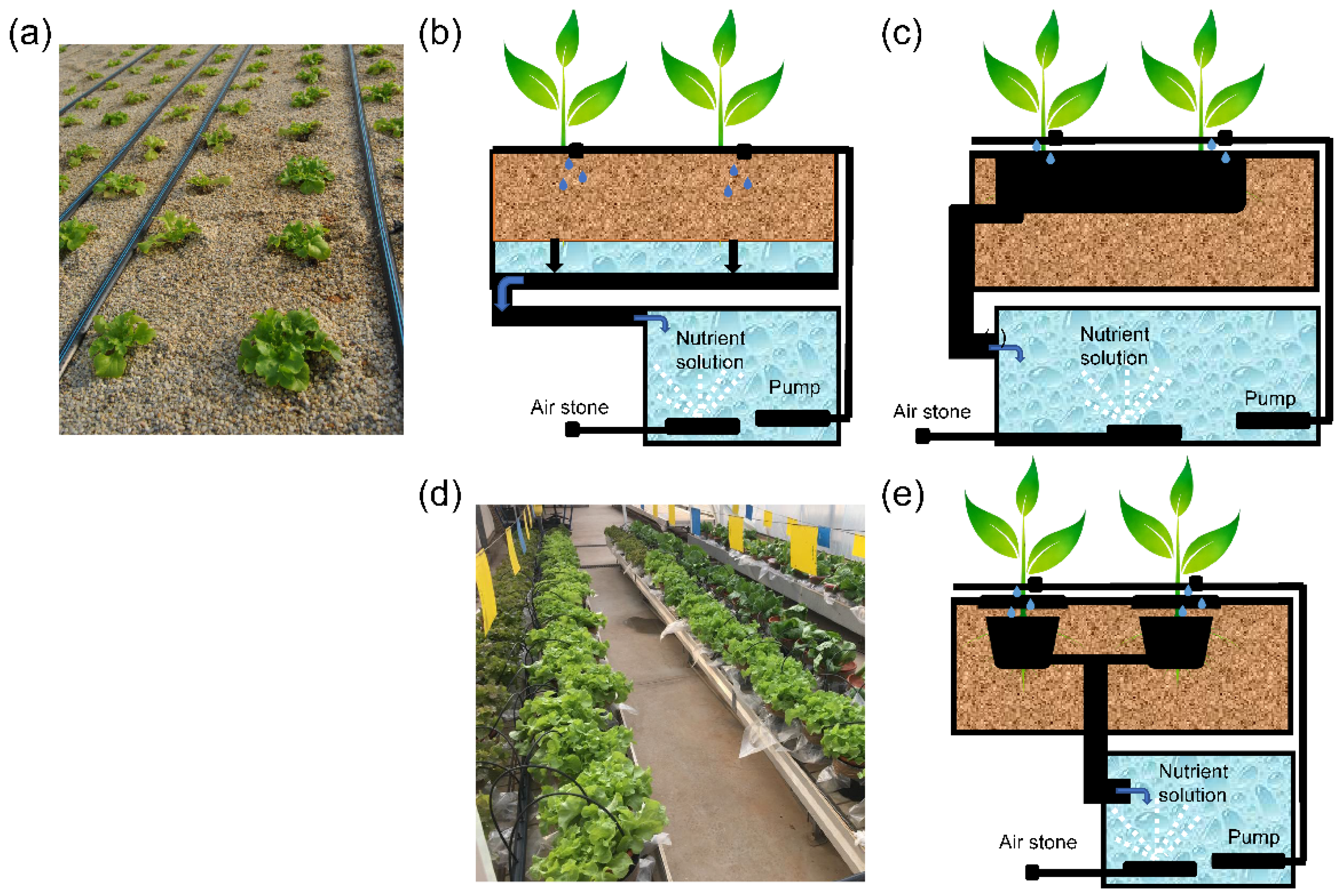 Agronomy 12 00644 g005 Agronomy 12 00644 g005