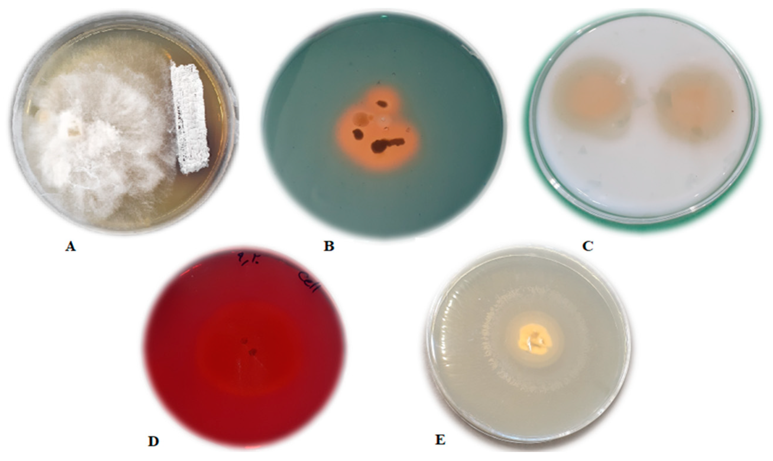 Agronomy 12 00655 g001 Agronomy 12 00655 g001