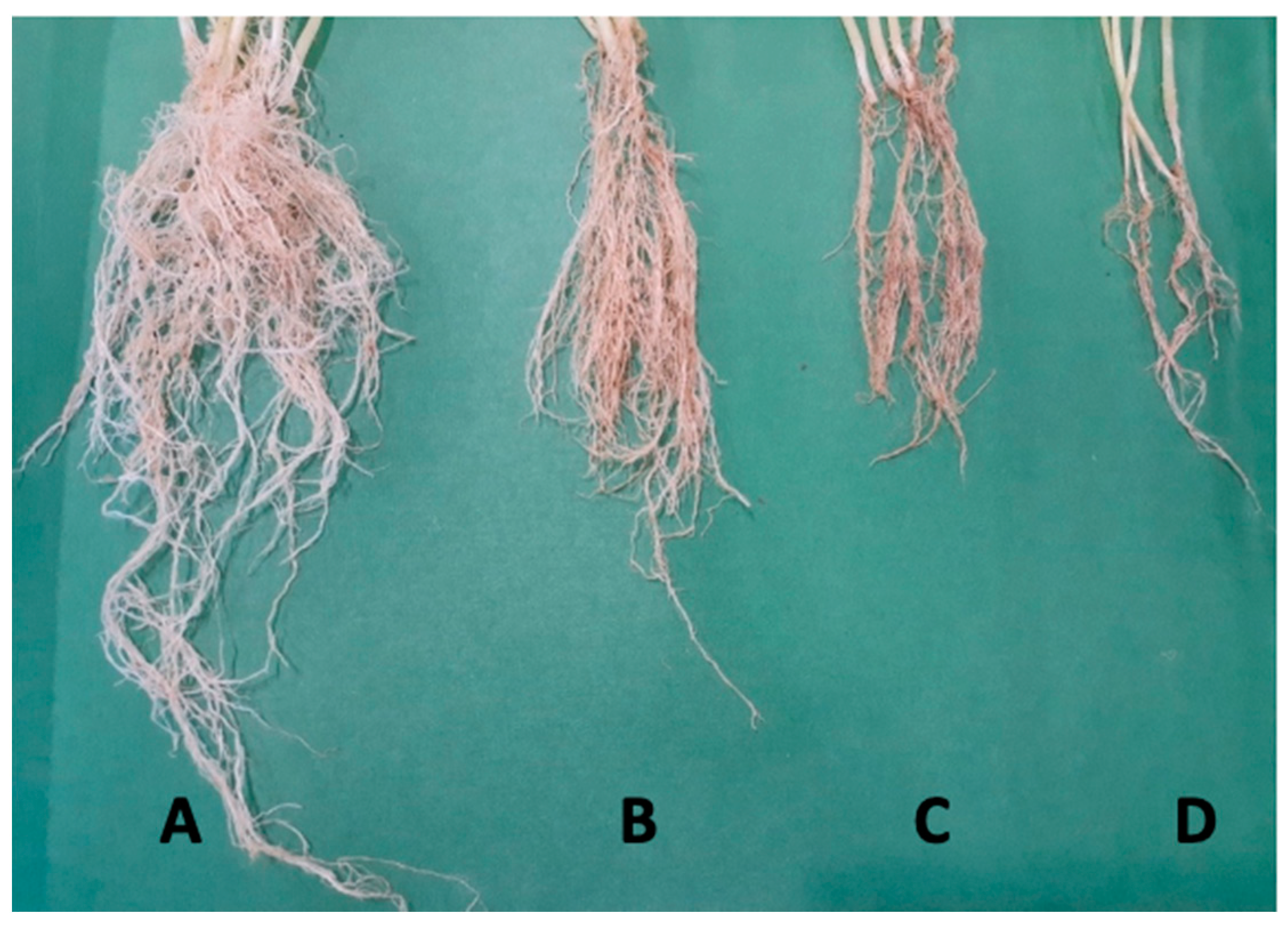 Agronomy 12 00655 g009 Agronomy 12 00655 g009