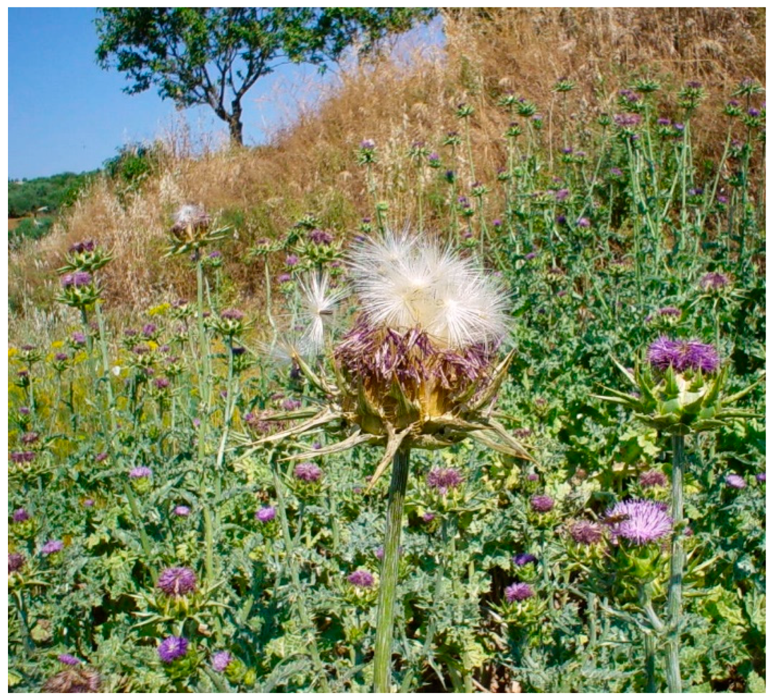 Agronomy | Free Full-Text | Milk Thistle (Silybum Marianum L.) as a Novel  Multipurpose Crop for Agriculture in Marginal Environments: A Review | HTML