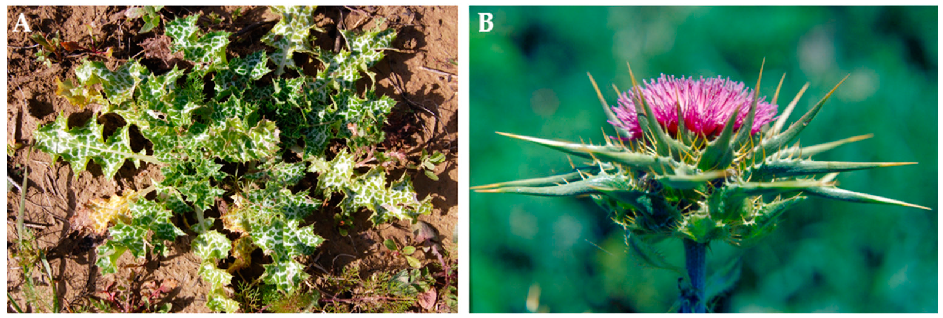 Agronomy | Free Full-Text | Milk Thistle (Silybum Marianum L.) as a Novel  Multipurpose Crop for Agriculture in Marginal Environments: A Review